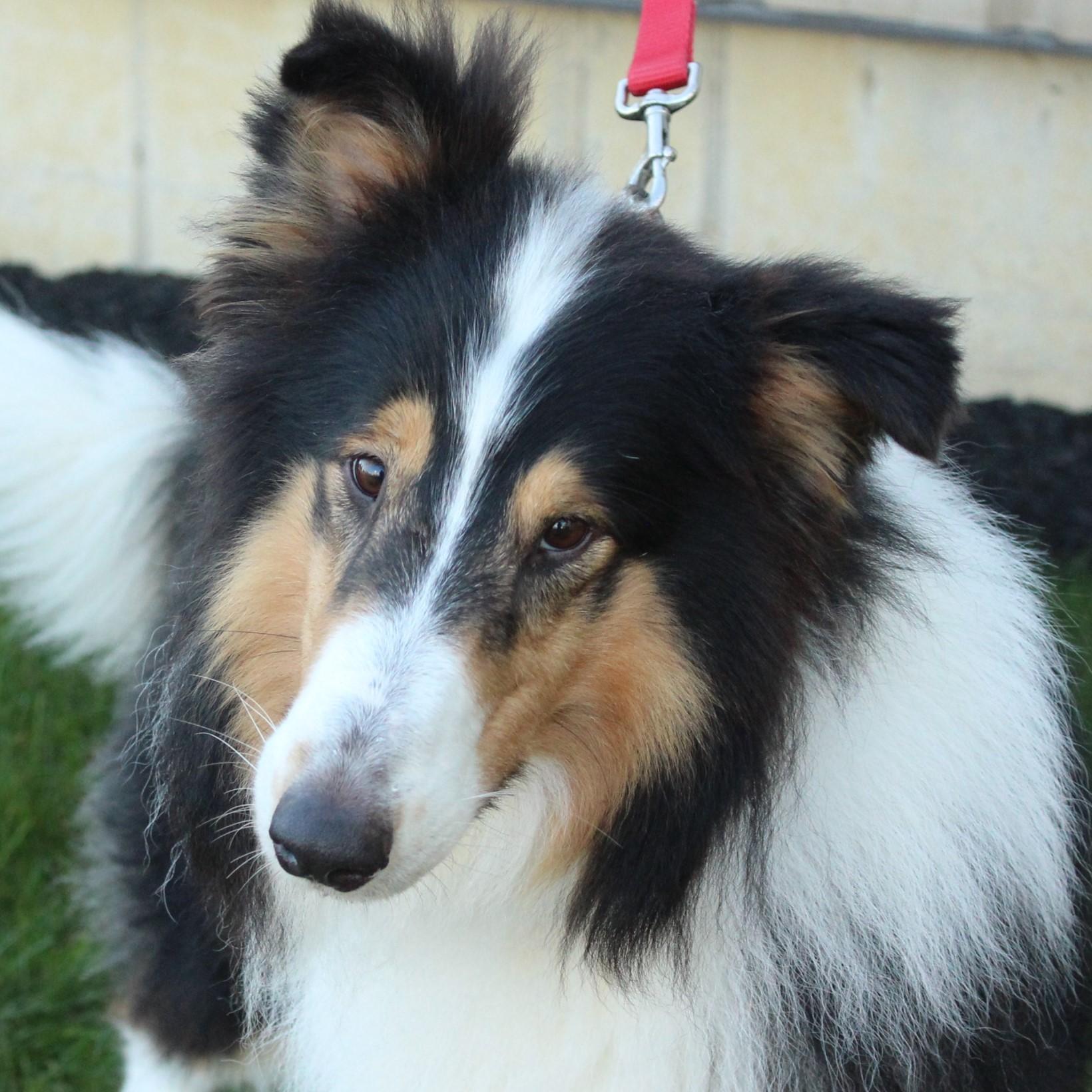 Enlarge Collin, a Adoptable Collie in Eaton, OH image 6/6