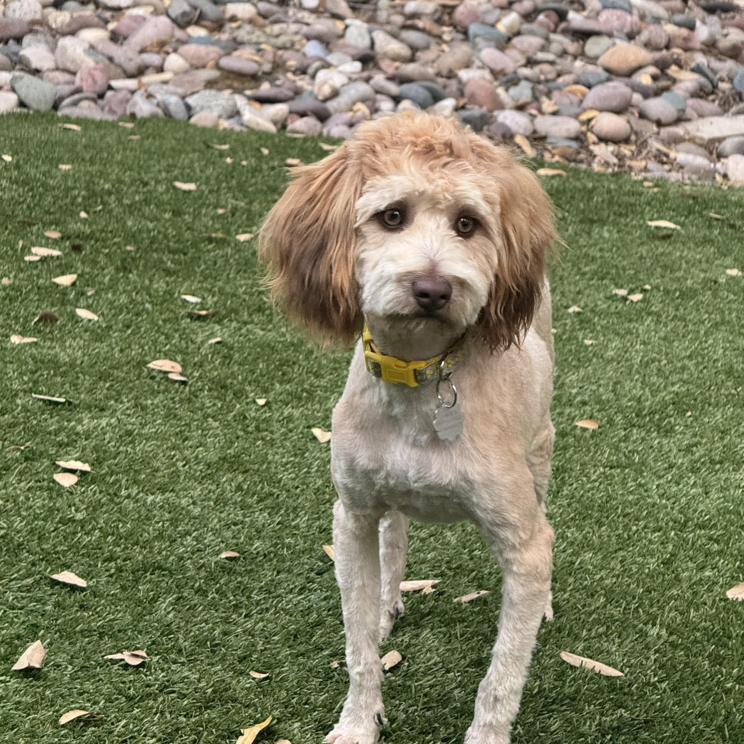 Teddy, an adoptable Aussiedoodle in Sonora, CA, 95370 | Photo Image 2