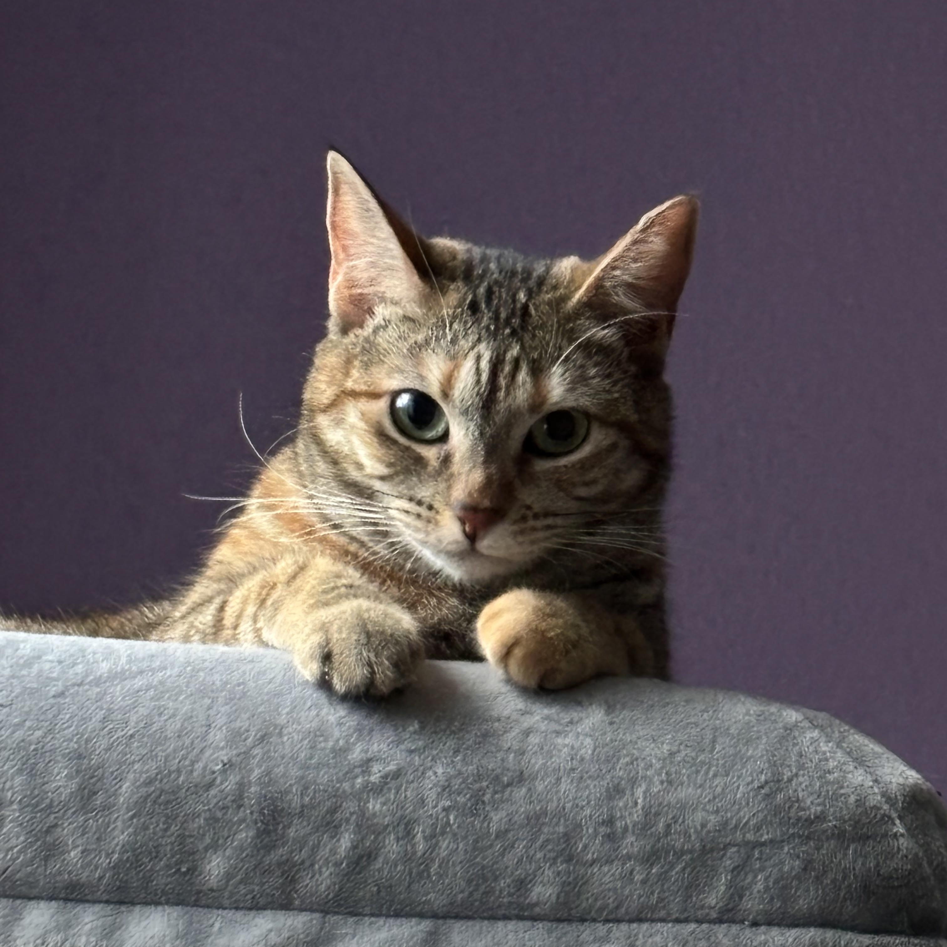 Enlarge Moxie, a ADOPTABLE Domestic Short Hair in Union City, CA image 2/4