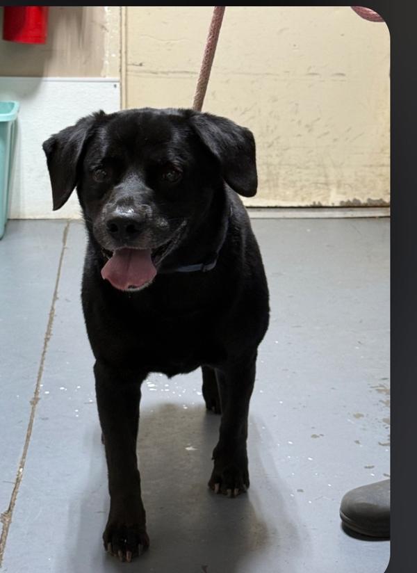 26-09-2596 Roy, Adoptable, Adult Male Labrador Retriever.