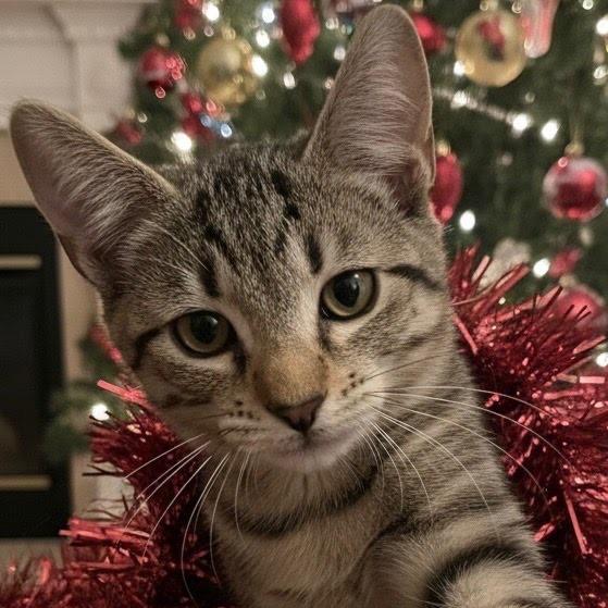 Izzy, Adoptable, Young Female American Shorthair.