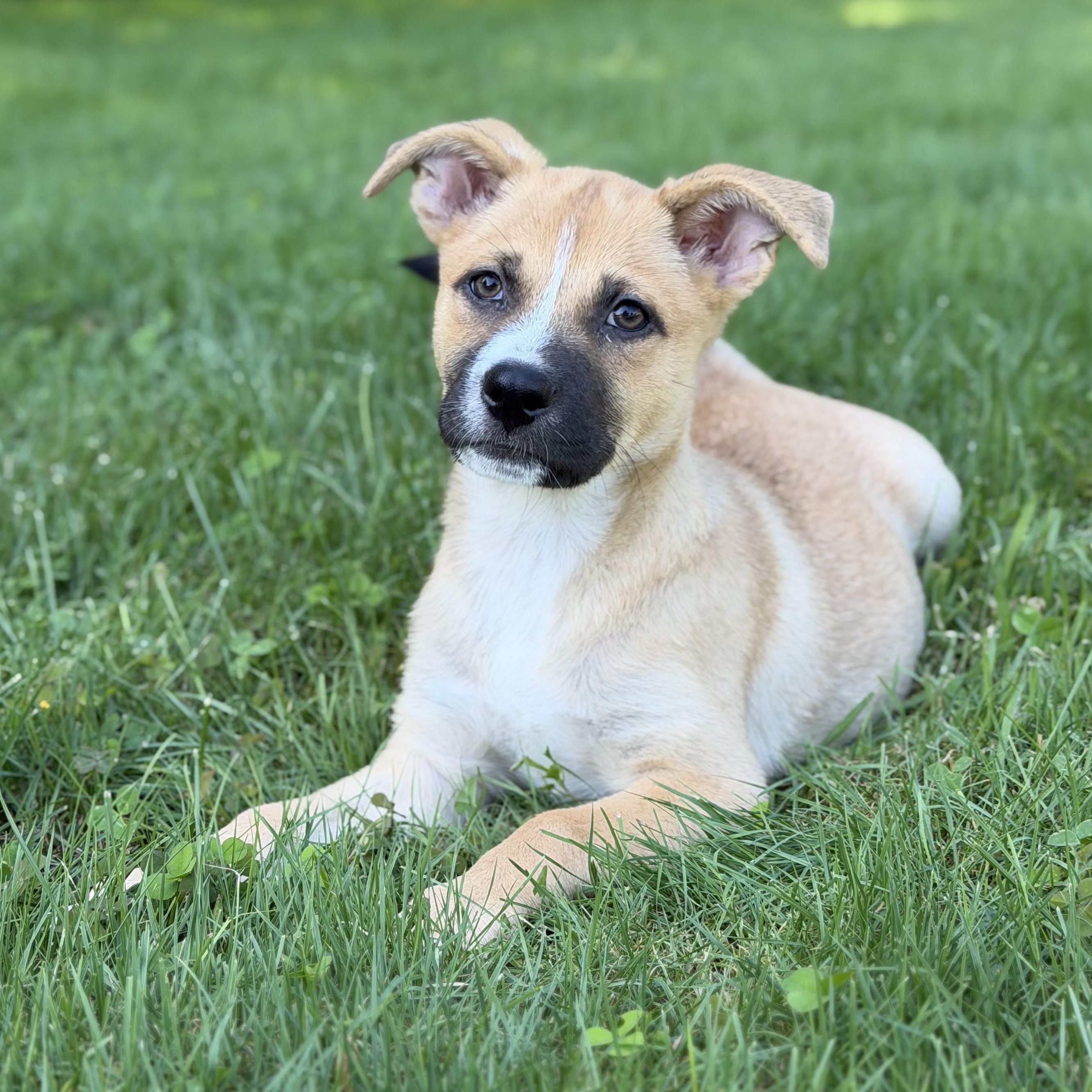 Enlarge Tasha, a ADOPTABLE Mixed Breed in Yaphank, NY image 1/7