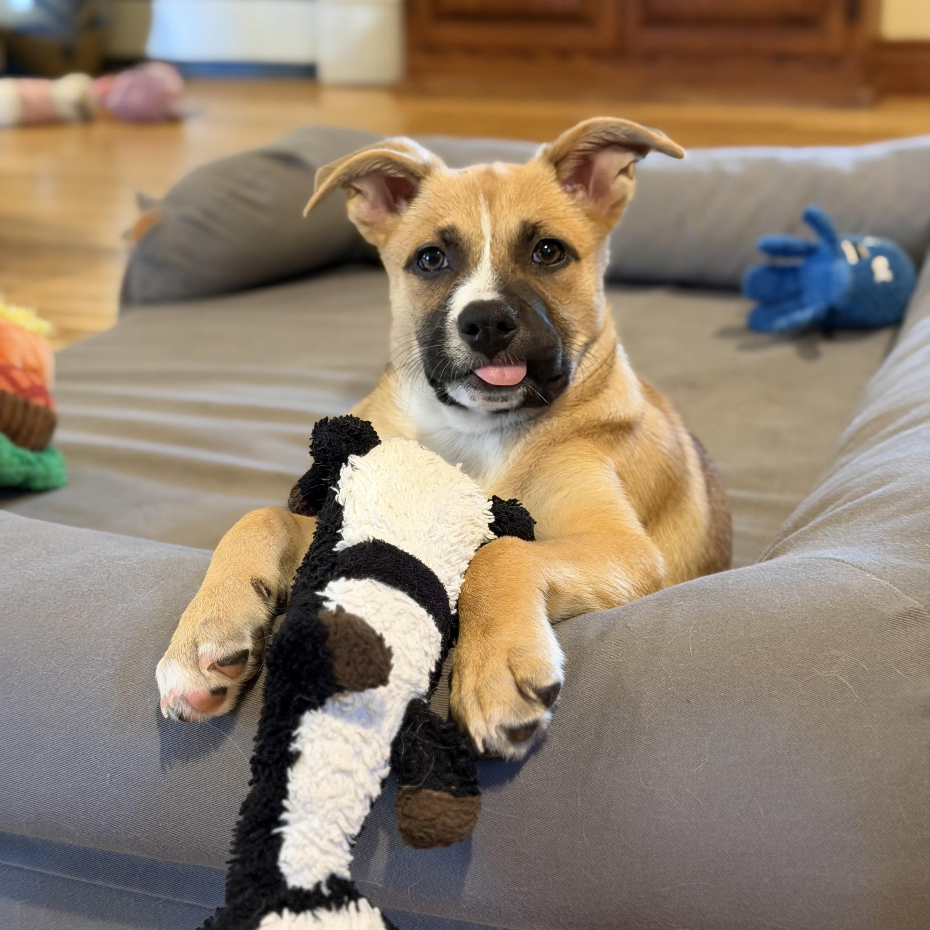 Enlarge Tasha, a Adoptable Mixed Breed in Yaphank, NY image 6/6