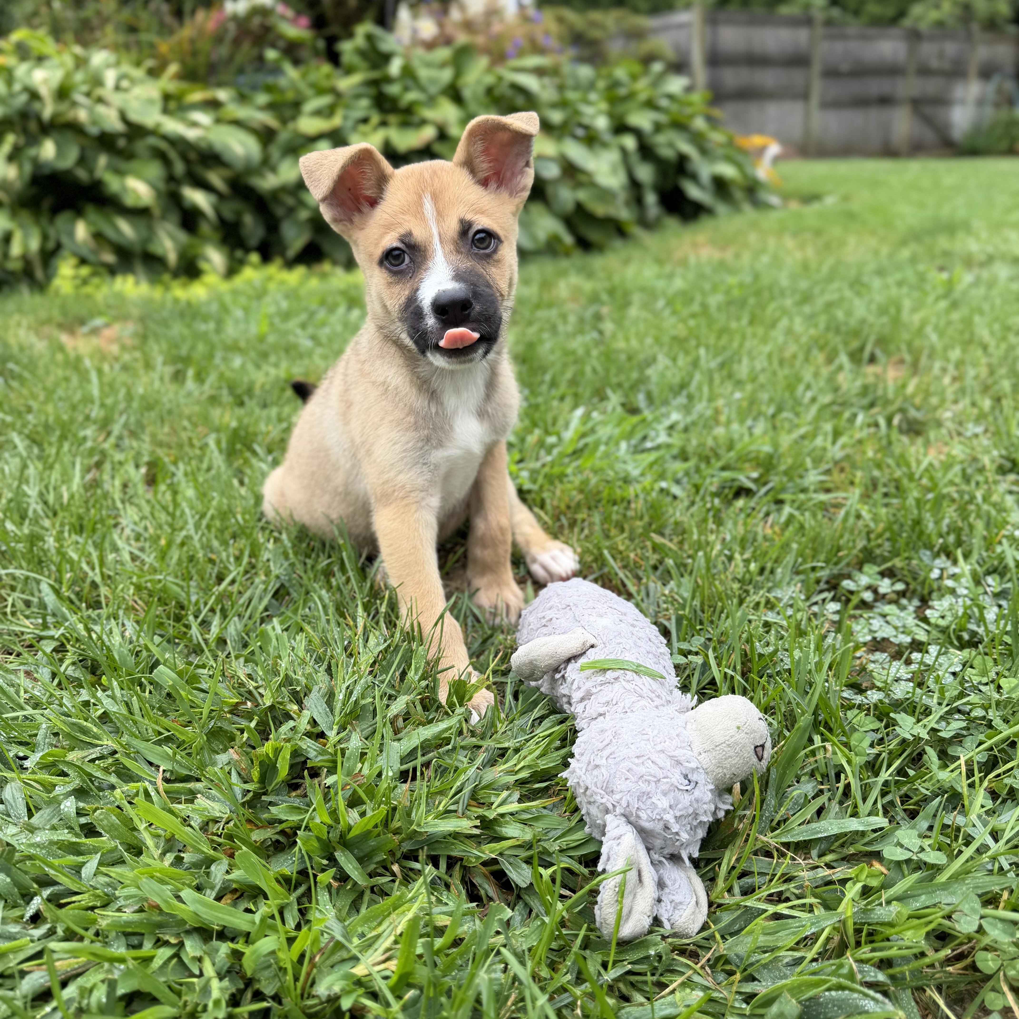 Enlarge Tasha, a ADOPTABLE Mixed Breed in Yaphank, NY image 5/7