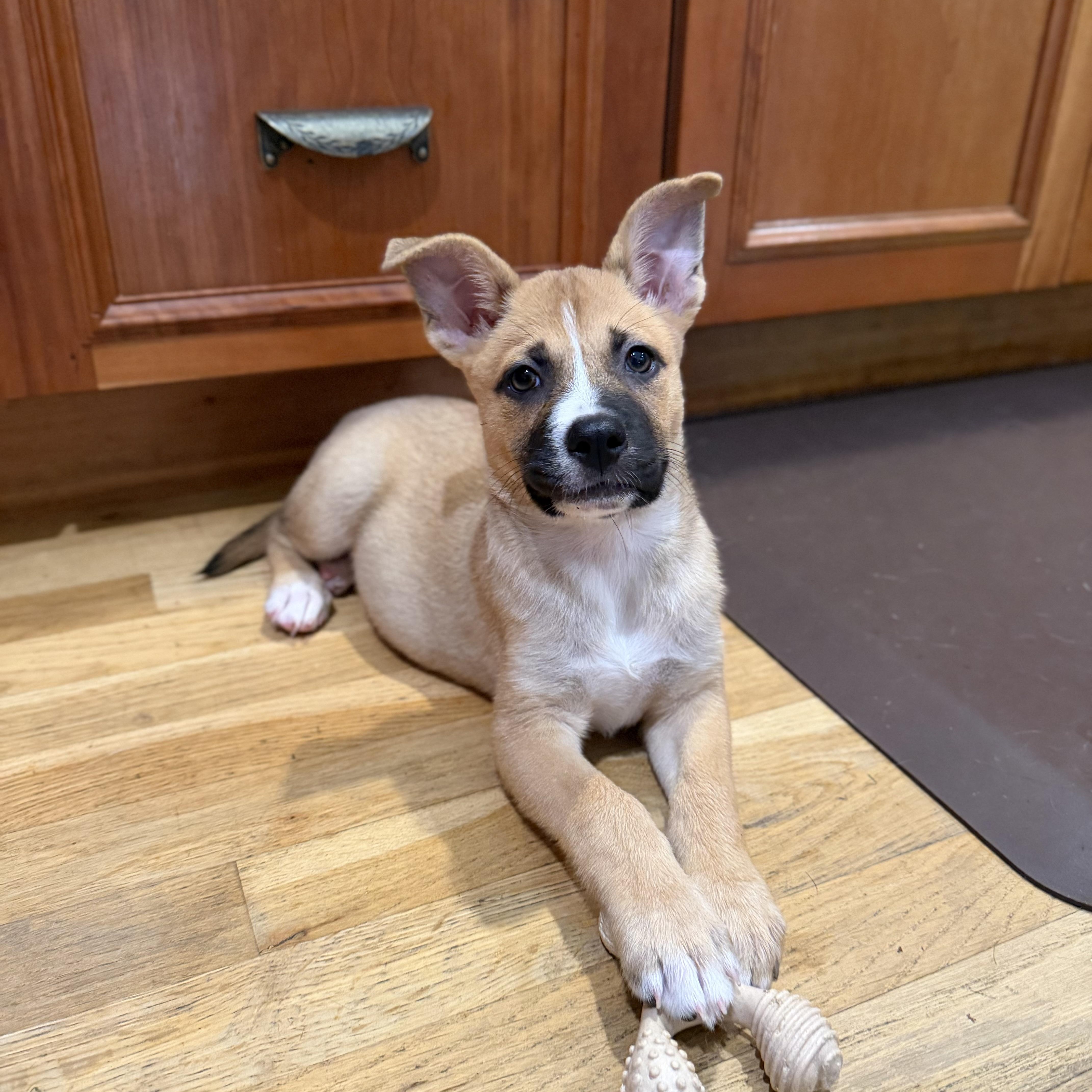 Enlarge Tasha, a Adoptable Mixed Breed in Yaphank, NY image 5/6