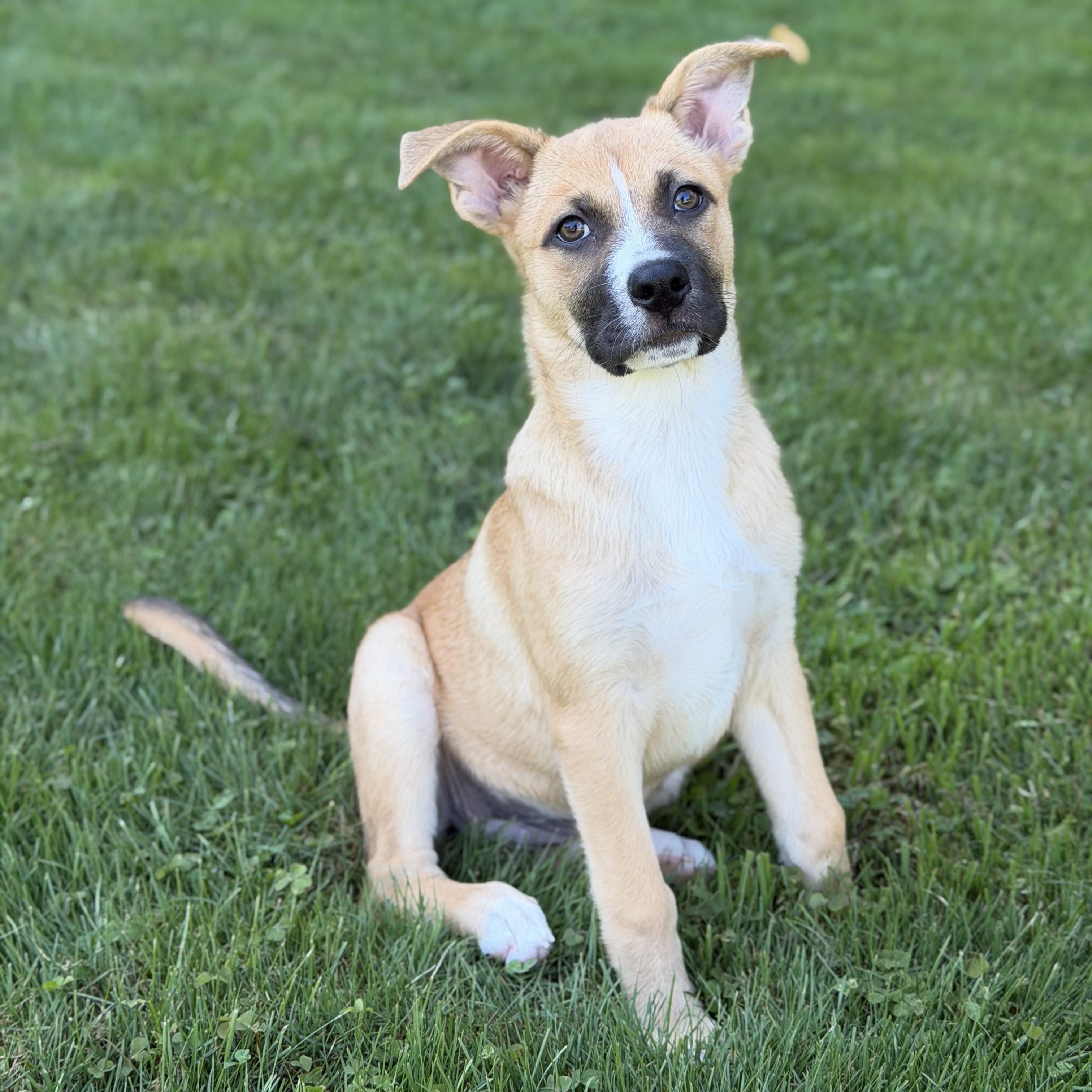 Enlarge Tasha, a Adoptable Mixed Breed in Yaphank, NY image 3/6