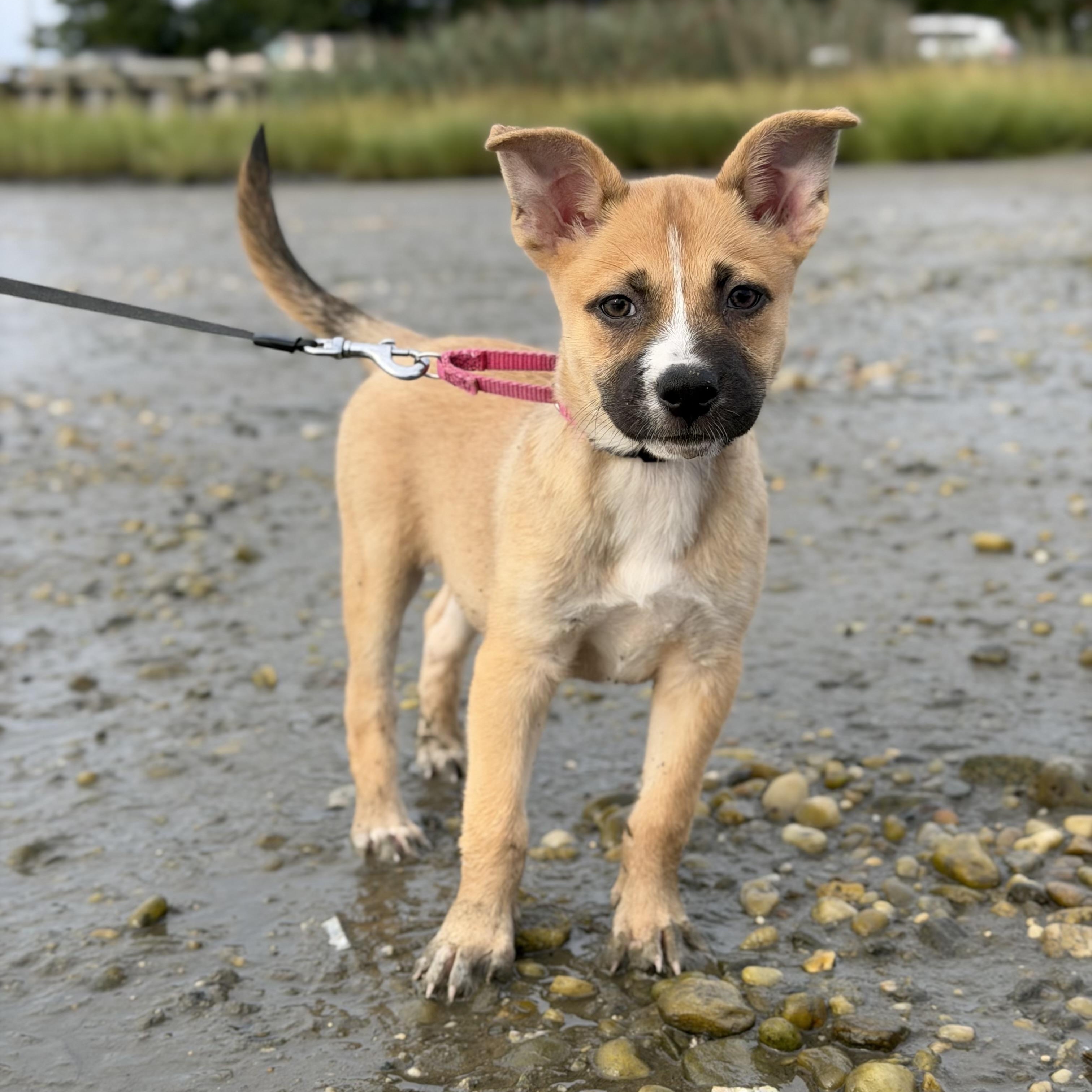 Enlarge Tasha, a ADOPTABLE Mixed Breed in Yaphank, NY image 7/7