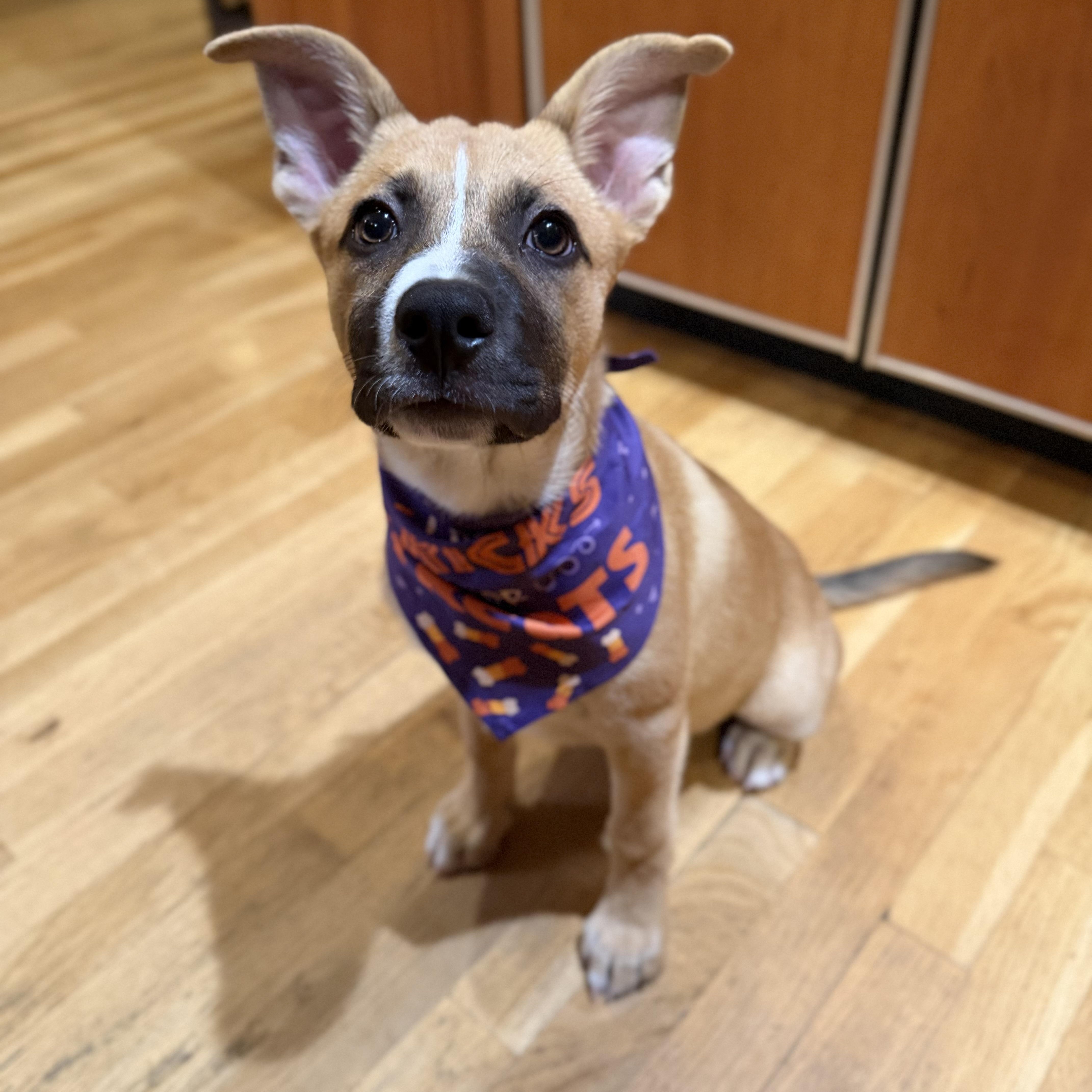 Enlarge Tasha, a Adoptable Mixed Breed in Yaphank, NY image 2/6