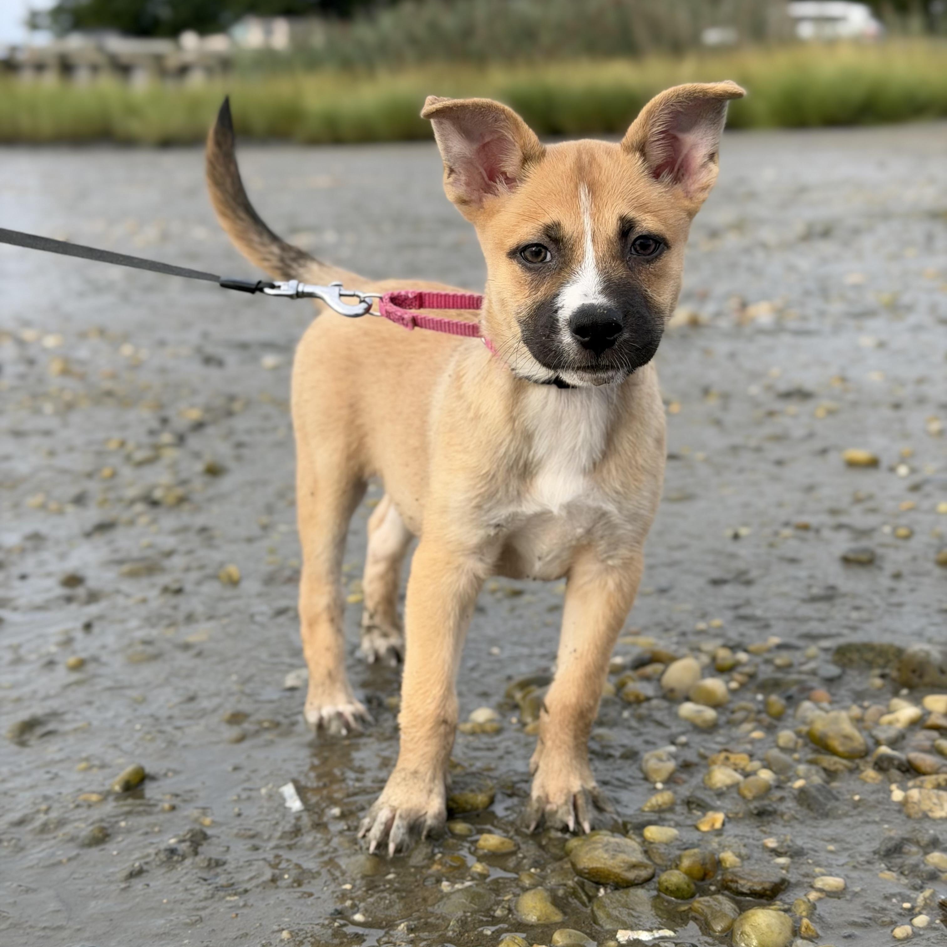 Enlarge Tasha, a Adoptable Mixed Breed in Yaphank, NY image 4/6