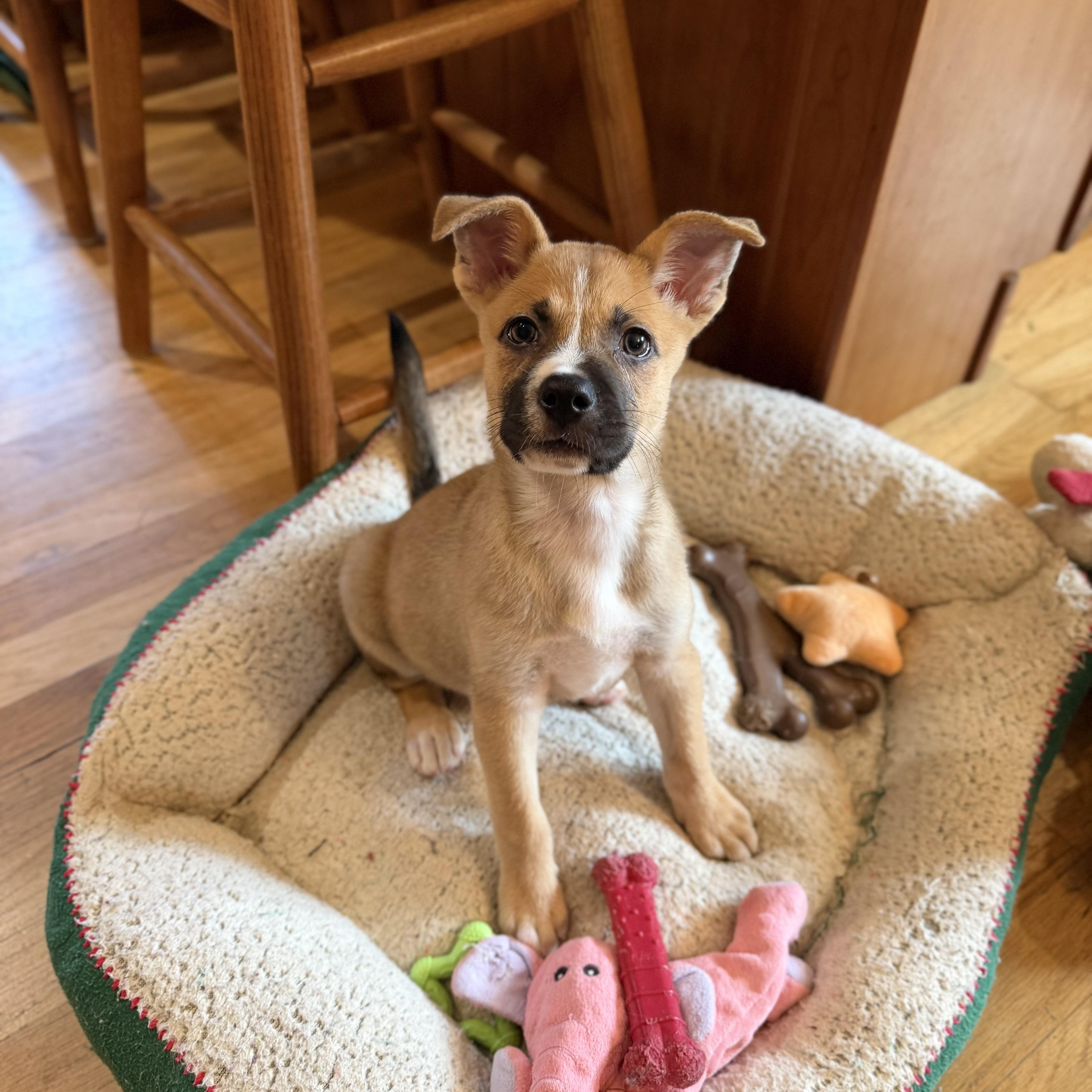 Enlarge Tasha, a ADOPTABLE Mixed Breed in Yaphank, NY image 6/7