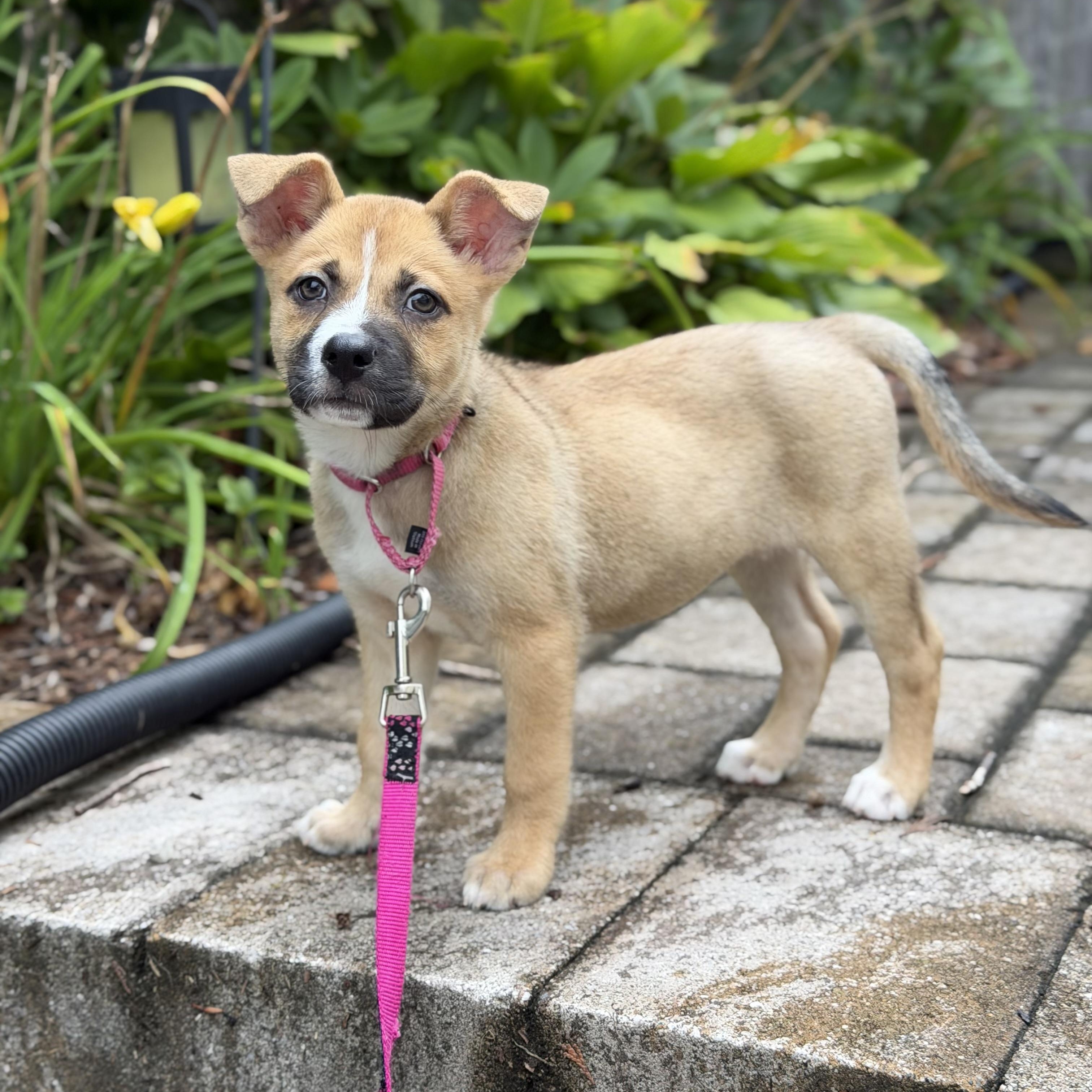 Enlarge Tasha, a ADOPTABLE Mixed Breed in Yaphank, NY image 3/7