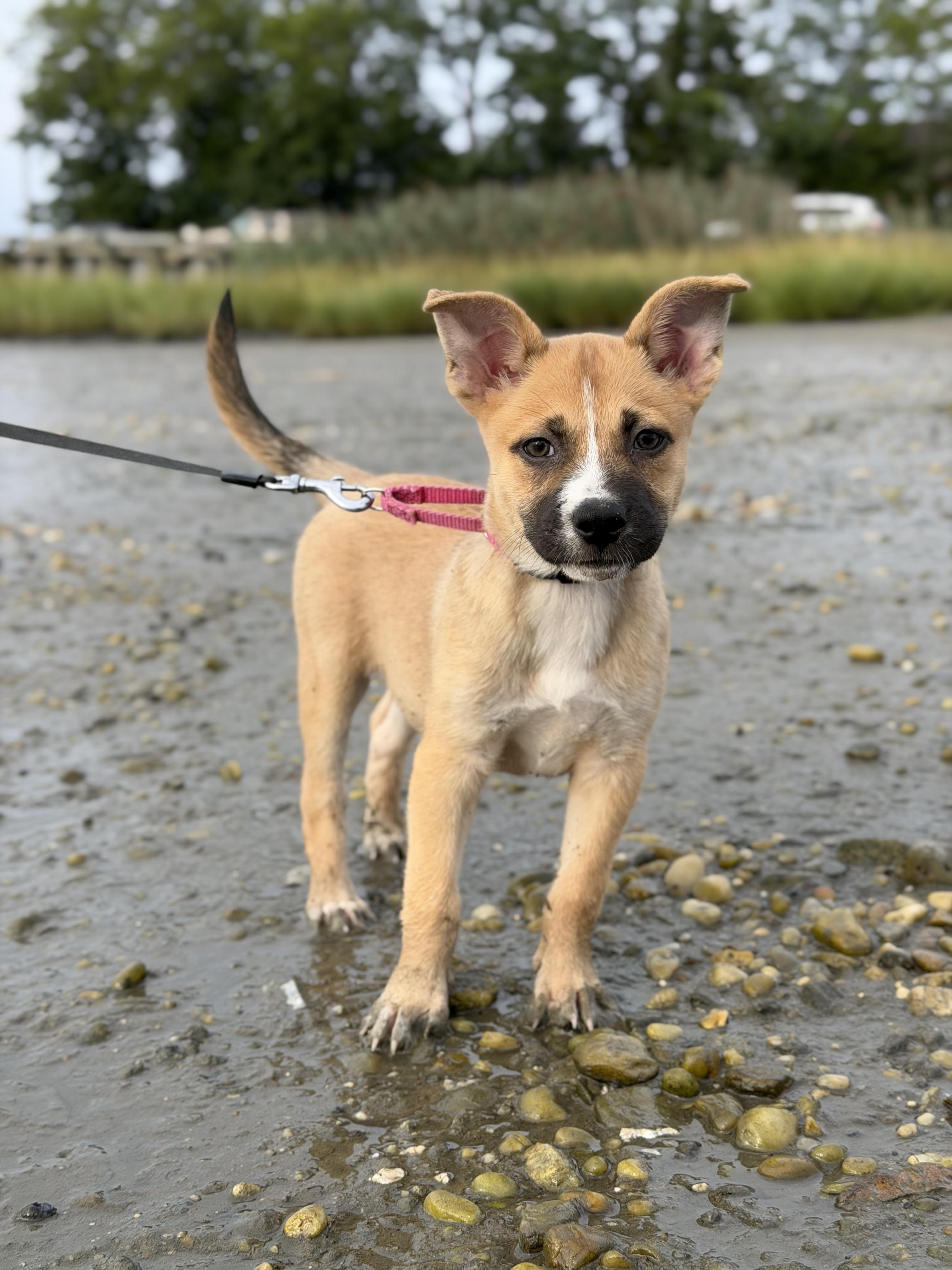 Enlarge Tasha, a ADOPTABLE Mixed Breed in Yaphank, NY image 2/7