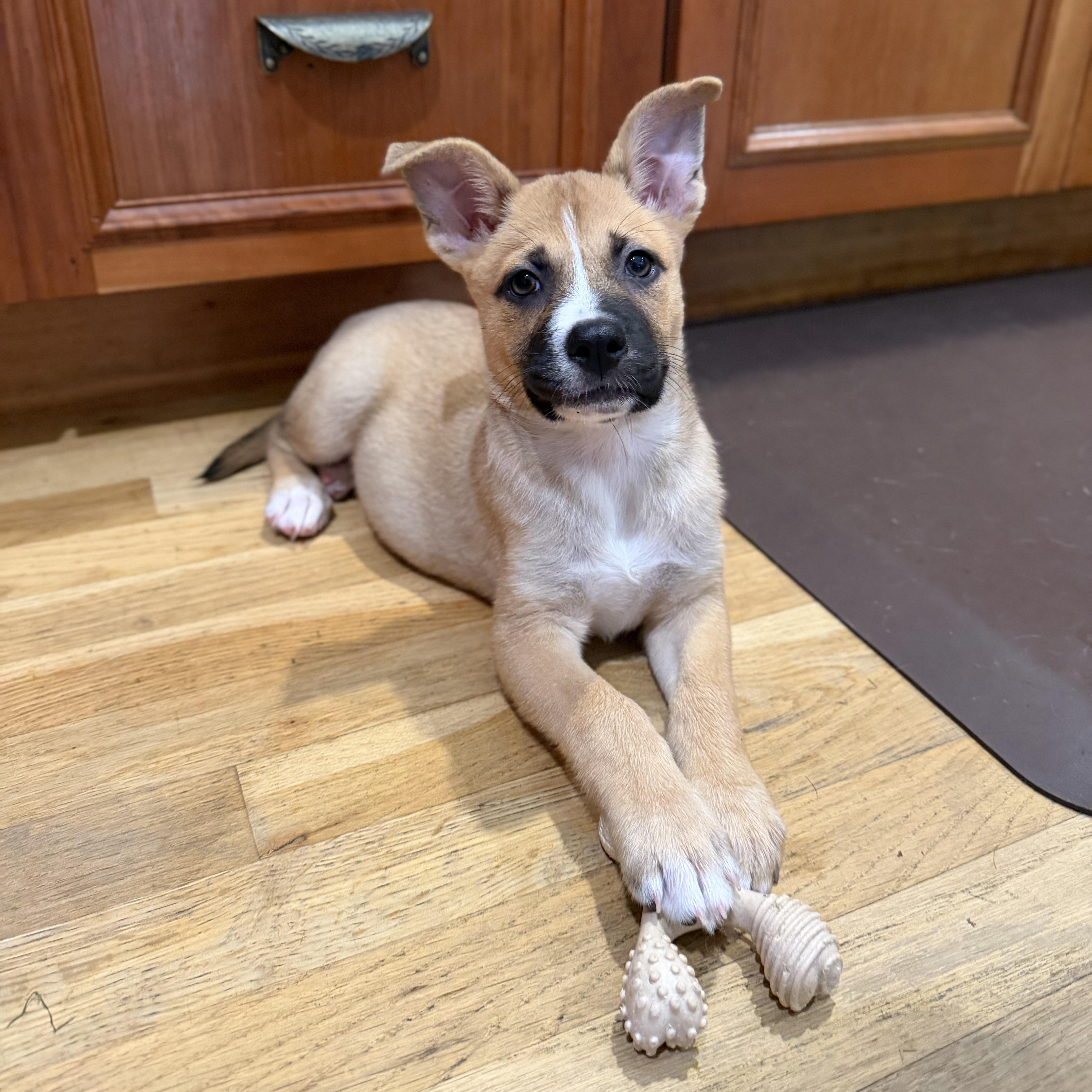 Enlarge Tasha, a ADOPTABLE Mixed Breed in Yaphank, NY image 4/7