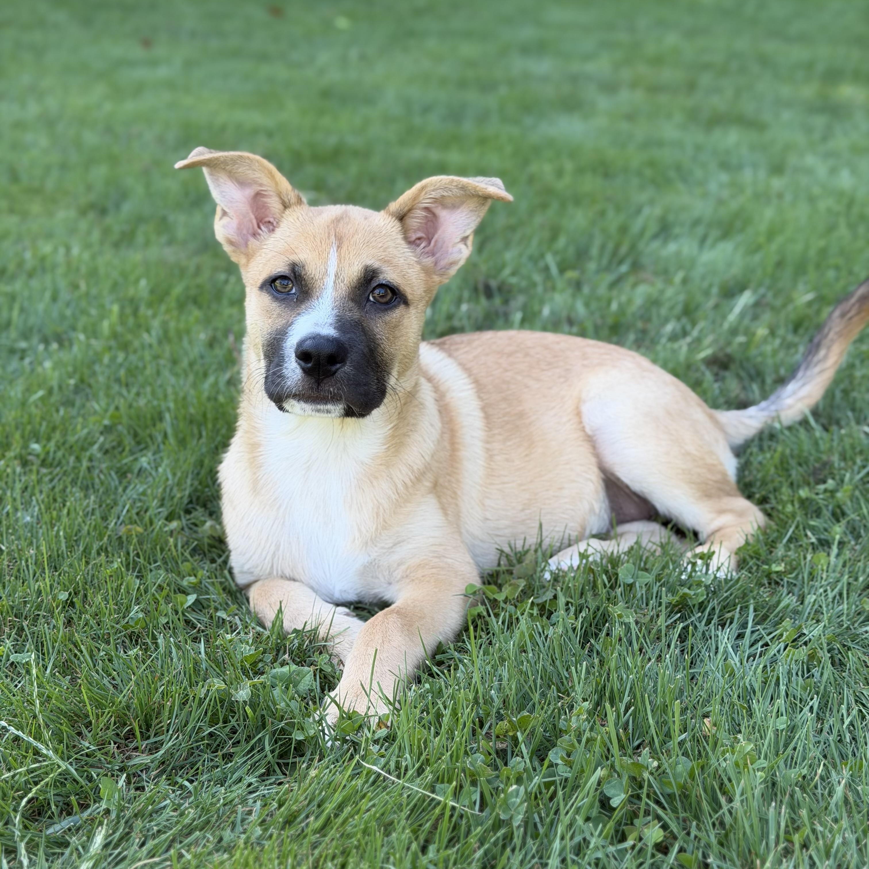 Enlarge Tasha, a Adoptable Mixed Breed in Yaphank, NY image 1/6