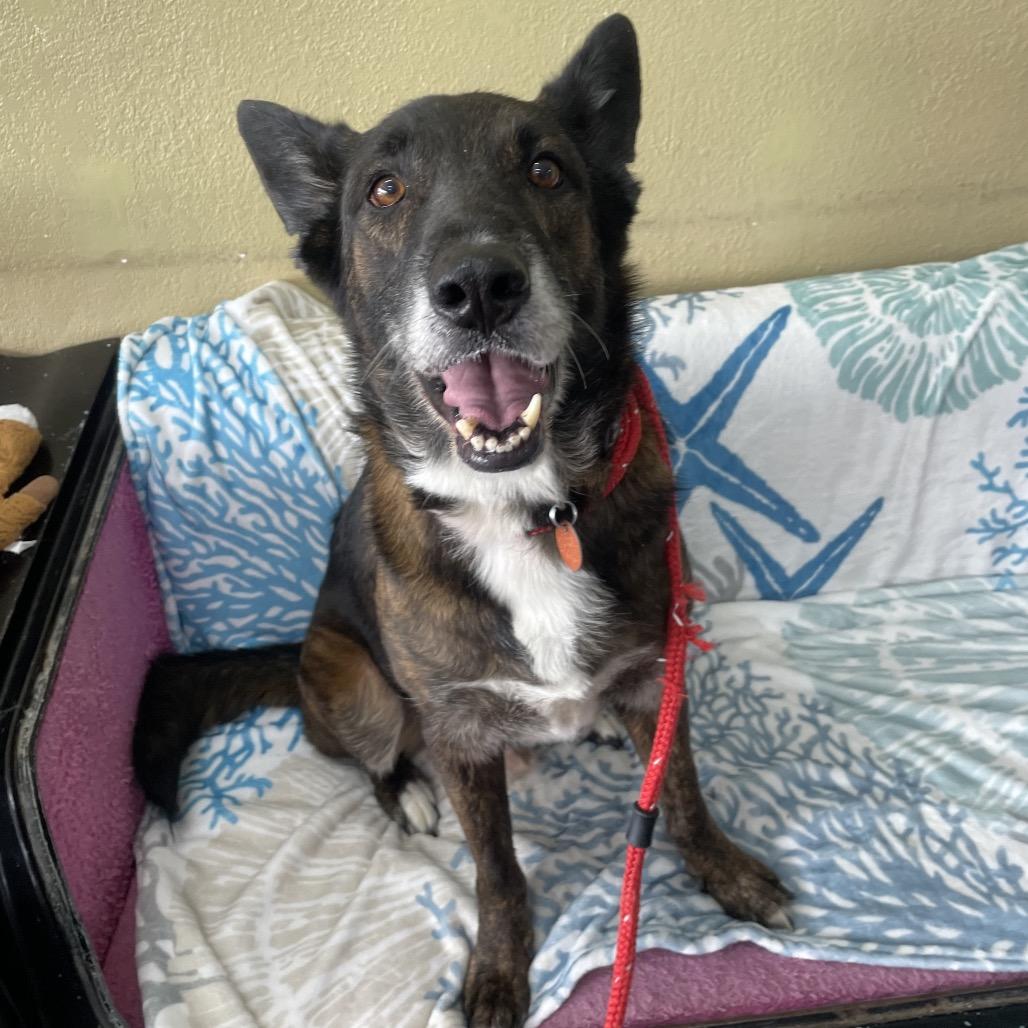 Jazzy, Adoptable, Adult Male Shepherd.