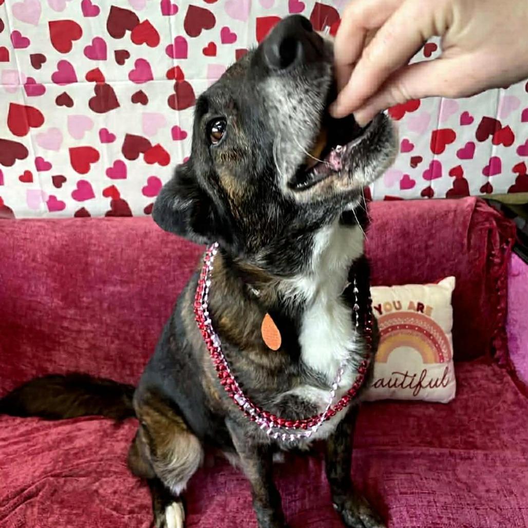 Enlarge Jazzy, a Adoptable Shepherd in Springfield, MO image 2/6