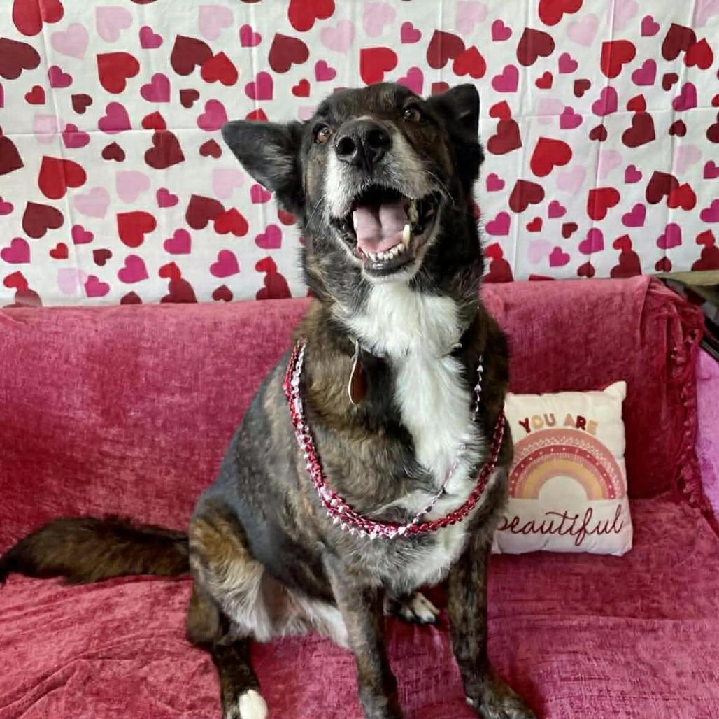 Enlarge Jazzy, a Adoptable Shepherd in Springfield, MO image 3/6