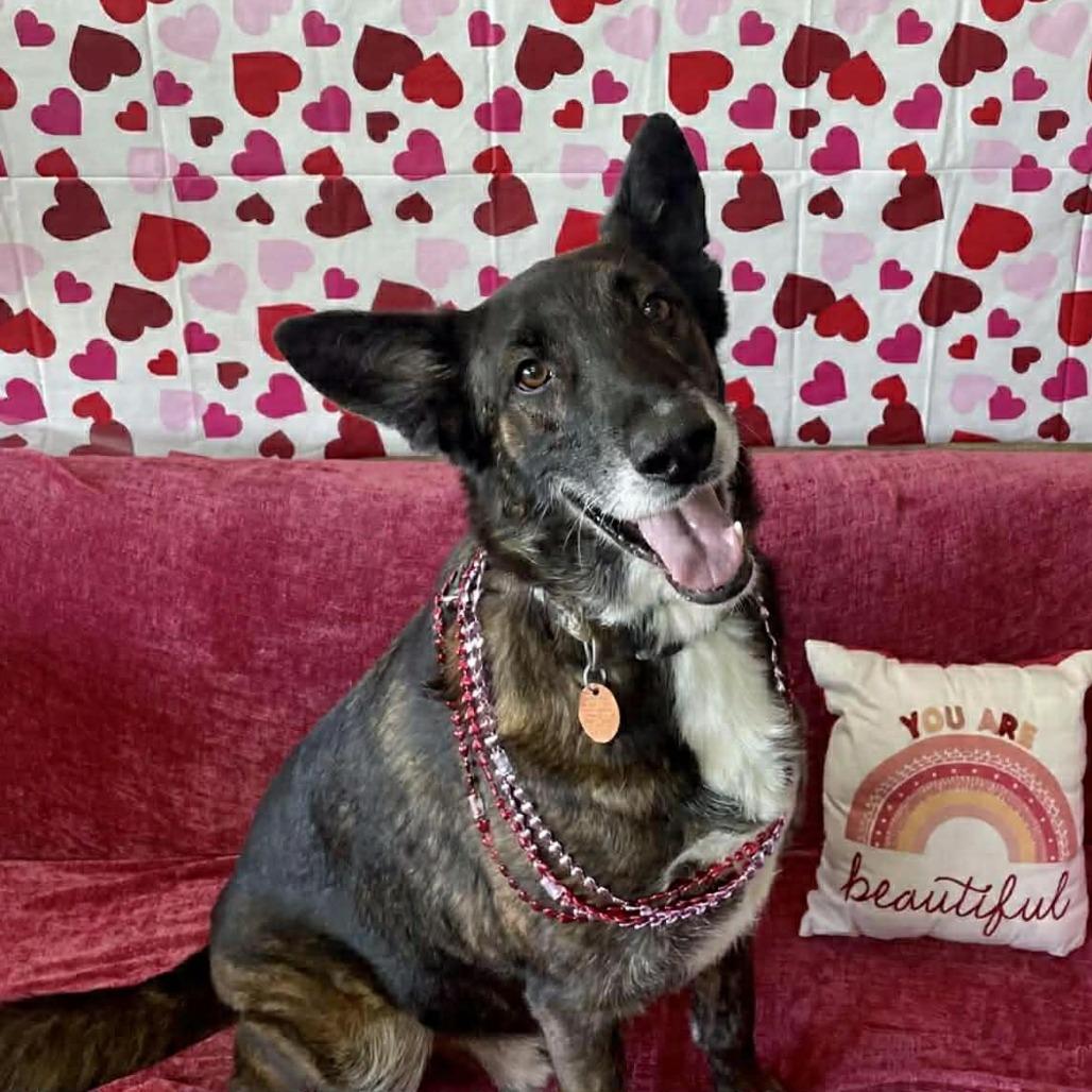 Enlarge Jazzy, a Adoptable Shepherd in Springfield, MO image 5/6