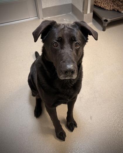 Enlarge Shadow, a Adoptable mixed breed in Roseville, CA image 1/3