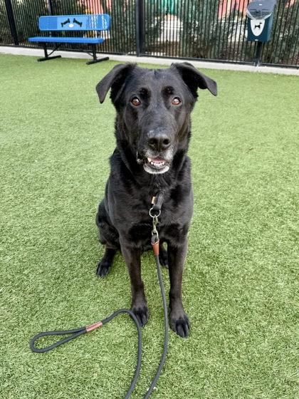 Enlarge Shadow, a Adoptable mixed breed in Roseville, CA image 1/3