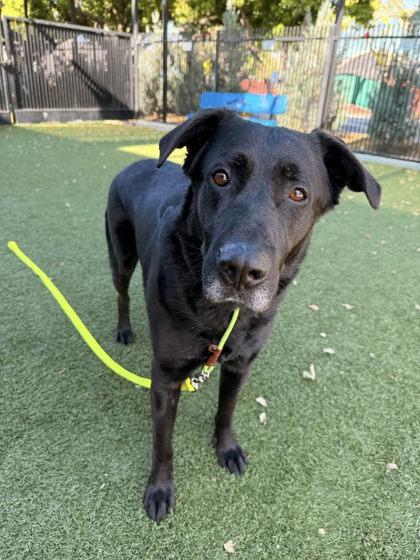 Enlarge Shadow, a Adoptable mixed breed in Roseville, CA image 2/3