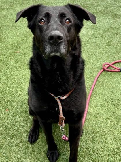 Shadow, a Adoptable mixed breed in Roseville, CA image 1/3