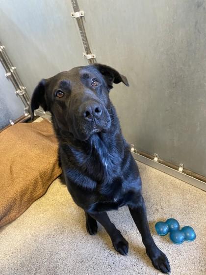 Shadow, a Adoptable mixed breed in Roseville, CA image 2/3