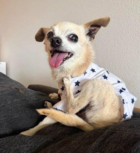 Little, Adopted, Senior Male Chihuahua.