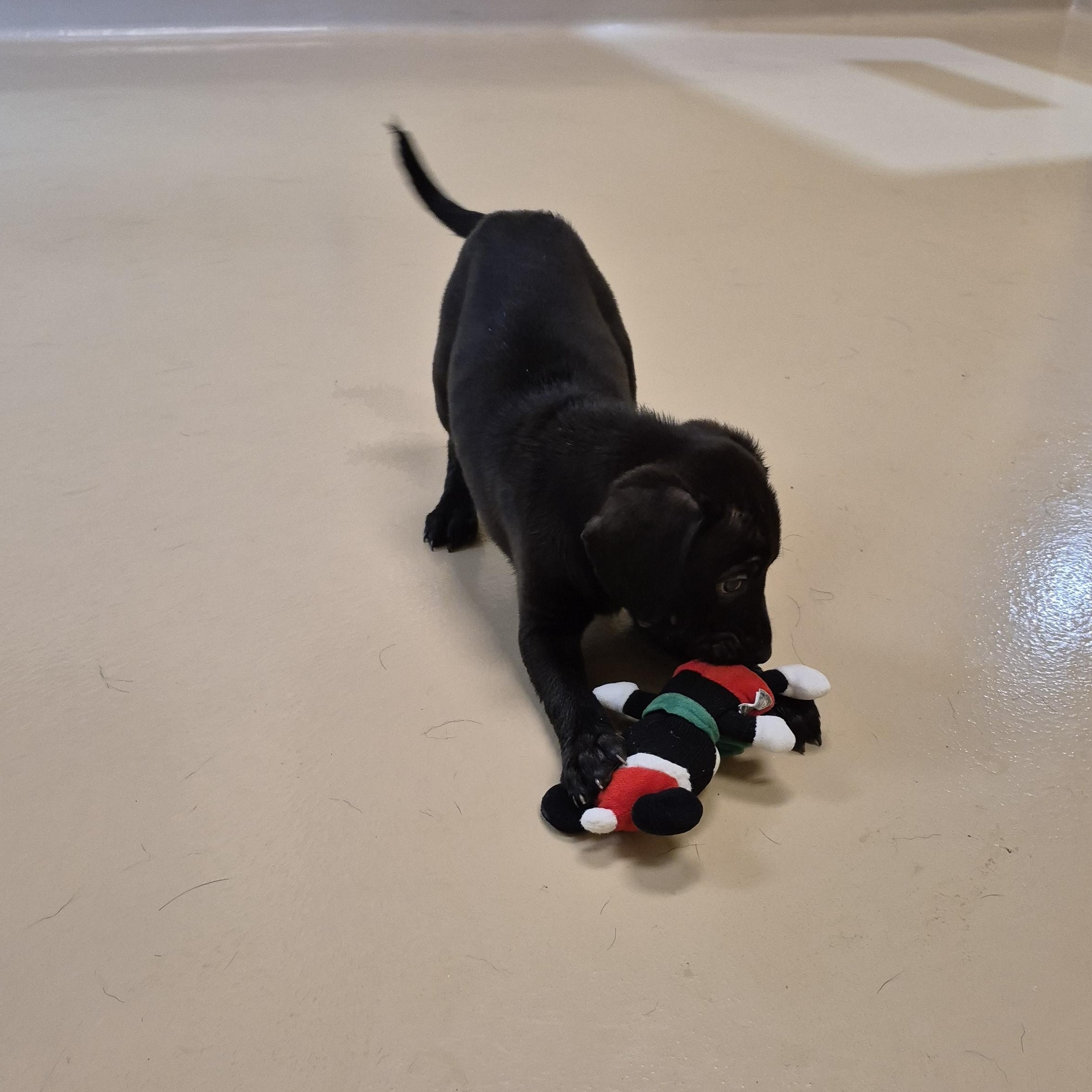 Enlarge Dr. Burke, a ADOPTABLE mixed breed in Schertz, TX image 1/4