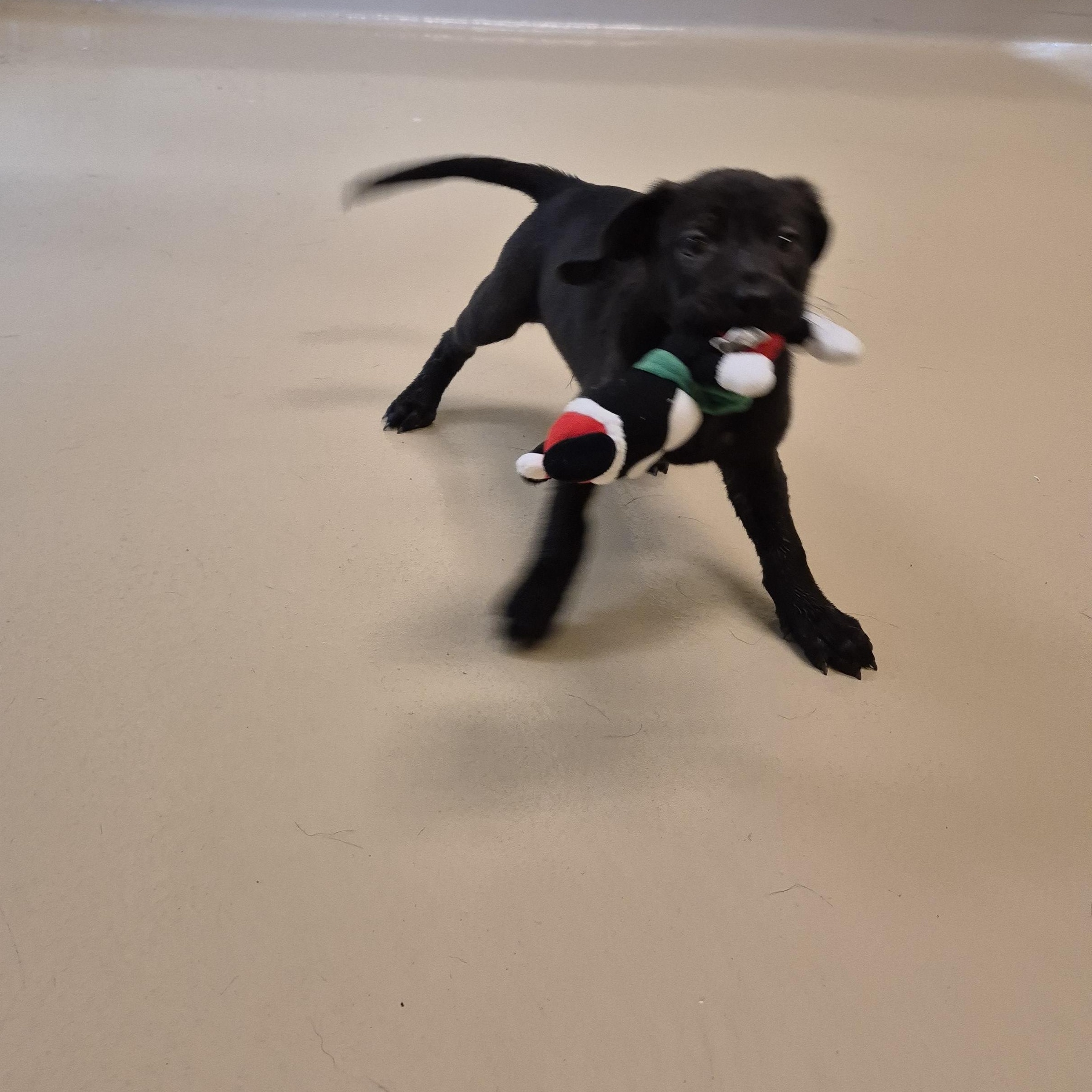 Enlarge Dr. Burke, a ADOPTABLE mixed breed in Schertz, TX image 4/4