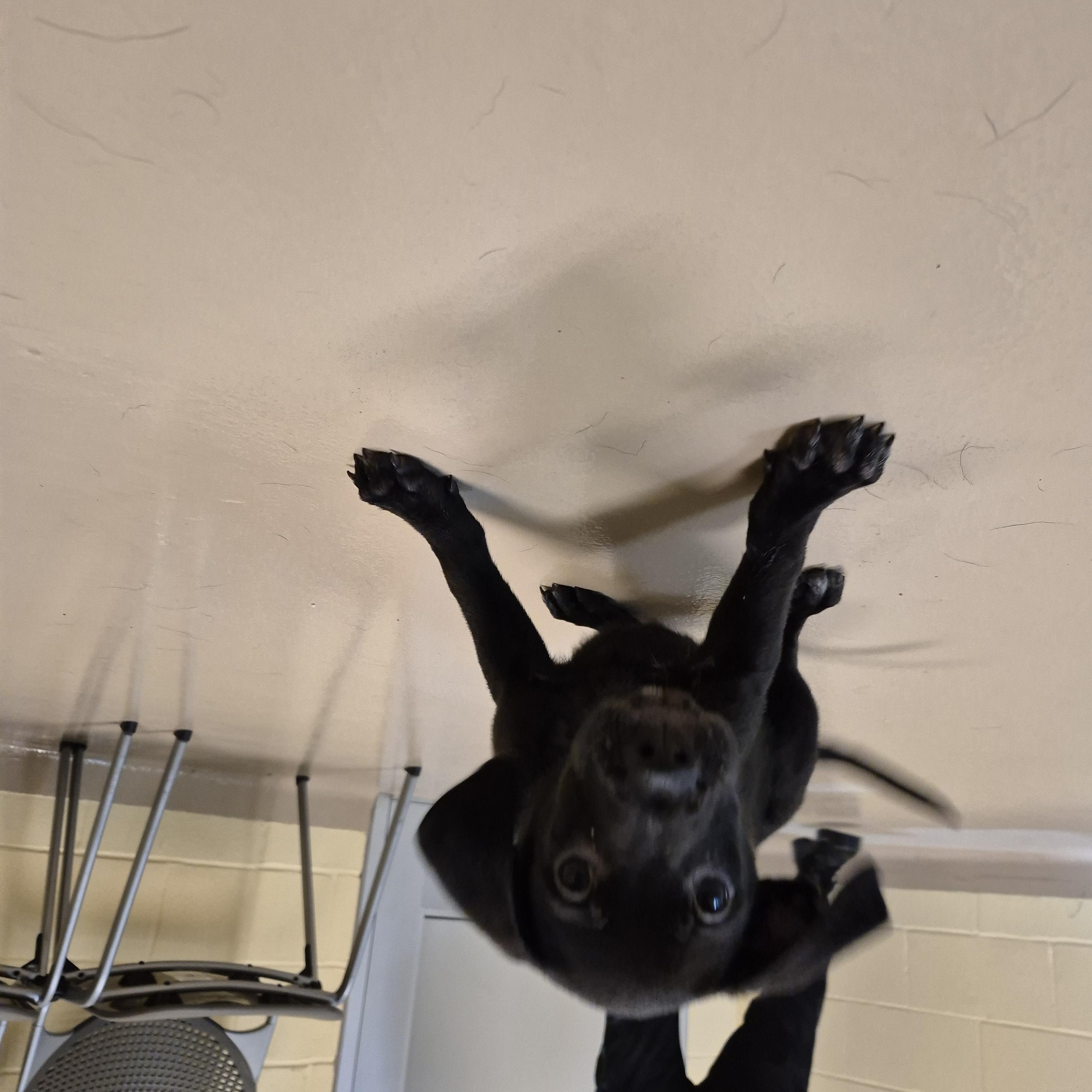 Enlarge Dr. Burke, a ADOPTABLE mixed breed in Schertz, TX image 2/4