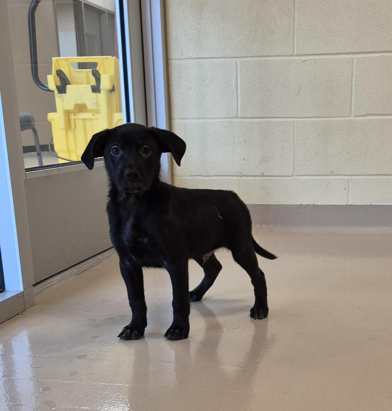 Enlarge Dr. Burke, a ADOPTABLE mixed breed in Schertz, TX image 3/4