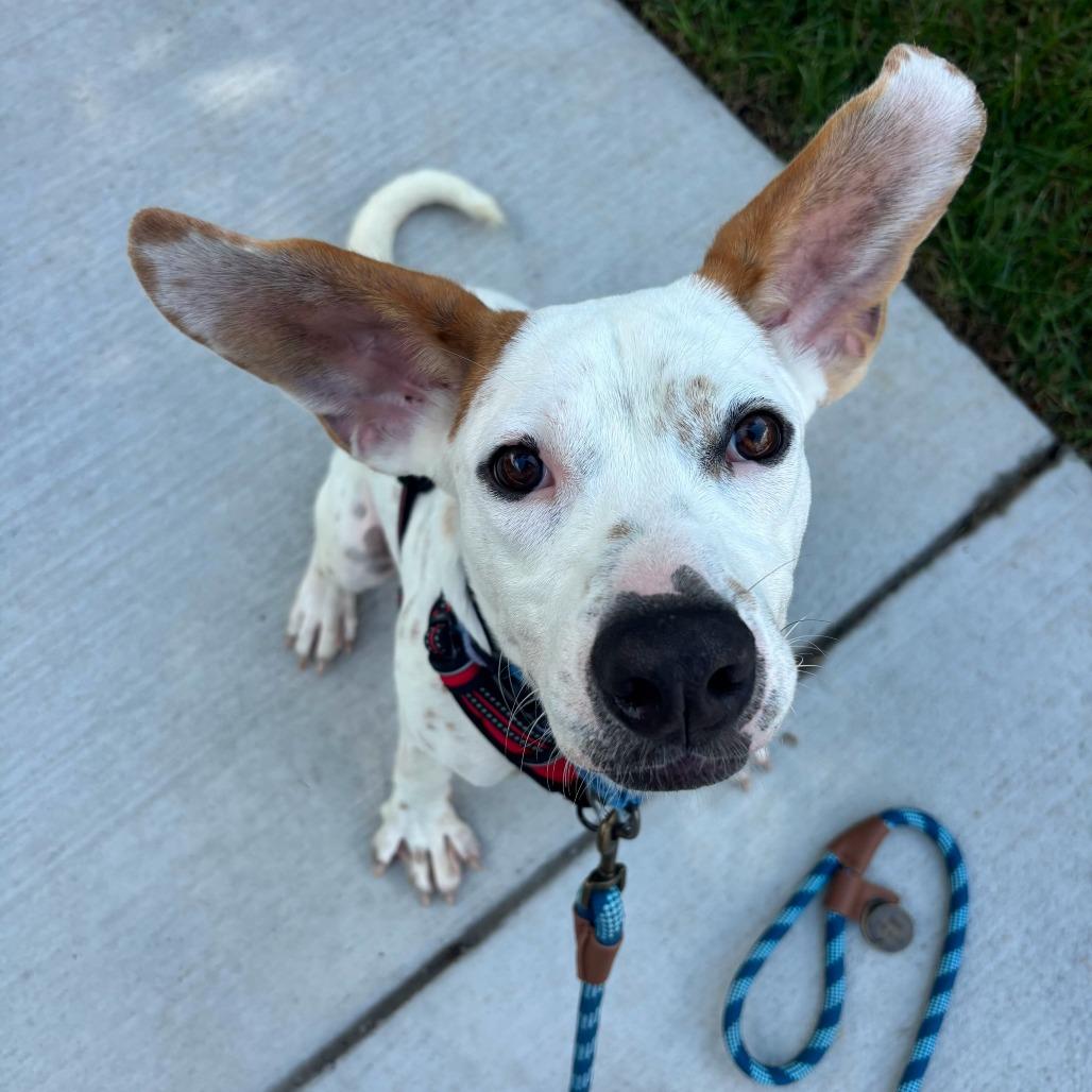 Otis, Adoptable, Young Male Terrier.