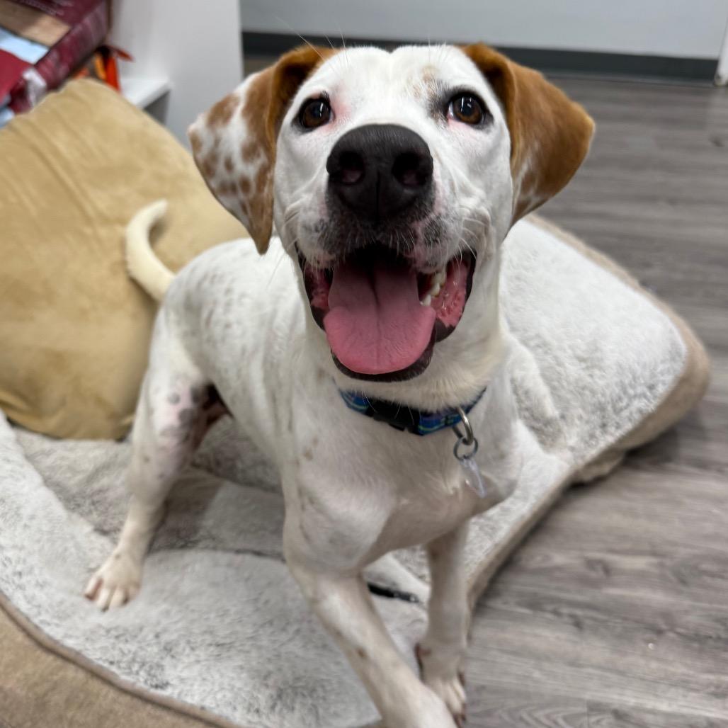 Enlarge Otis, a Adoptable Terrier in Fairfax, VA image 2/6
