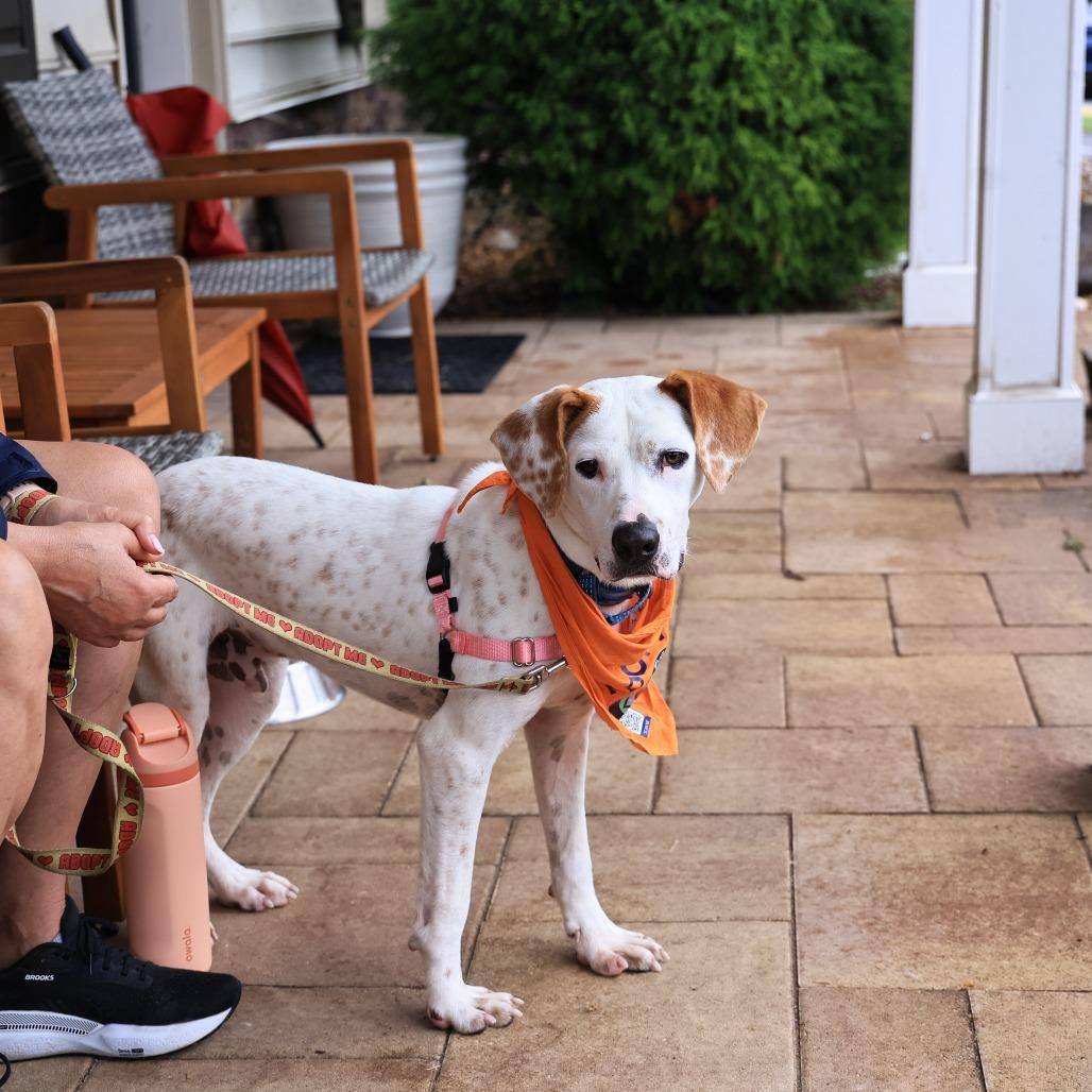 Enlarge Otis, a Adoptable Terrier in Fairfax, VA image 3/6