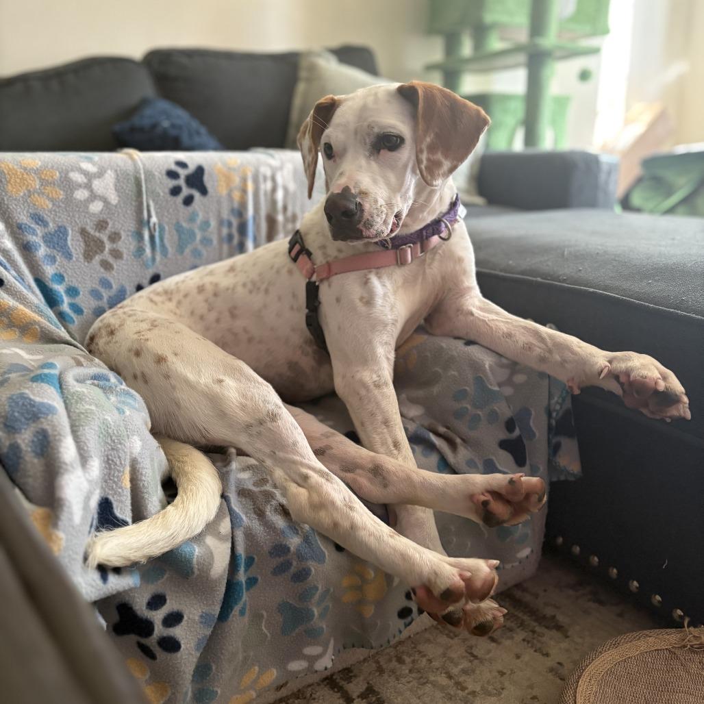 Enlarge Otis, a Adoptable Terrier in Fairfax, VA image 4/6