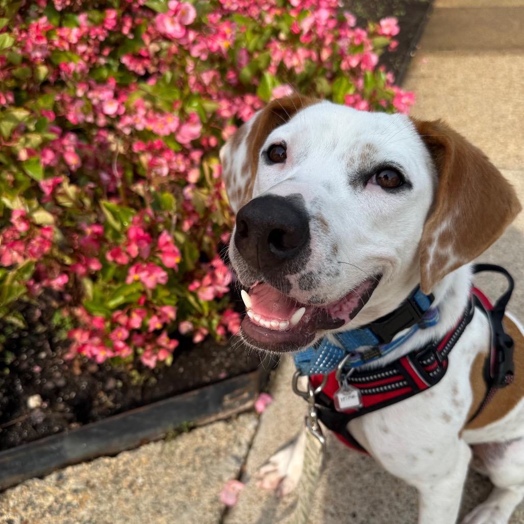 Enlarge Otis, a Adoptable Terrier in Fairfax, VA image 5/6