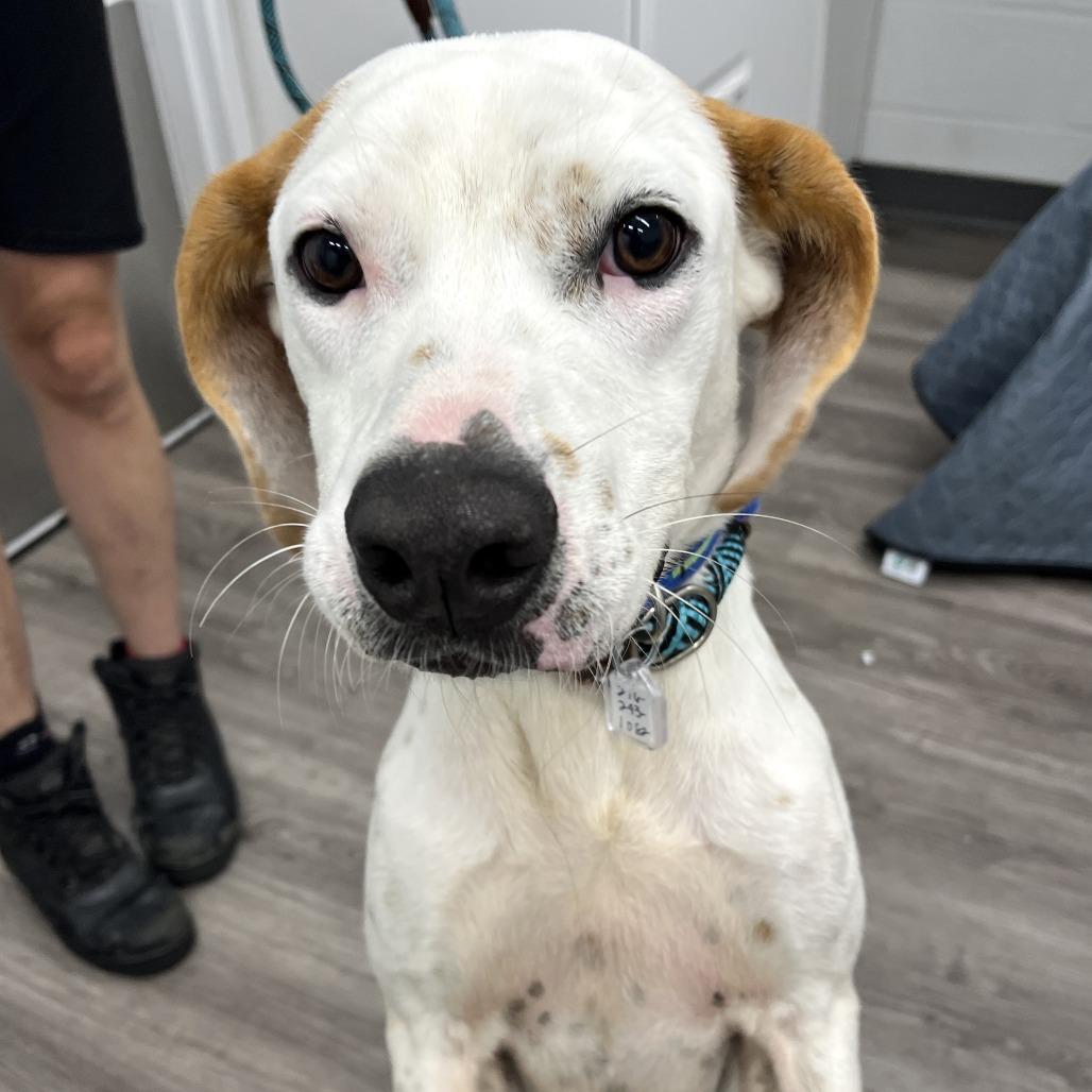 Enlarge Otis, a Adoptable Terrier in Fairfax, VA image 6/6