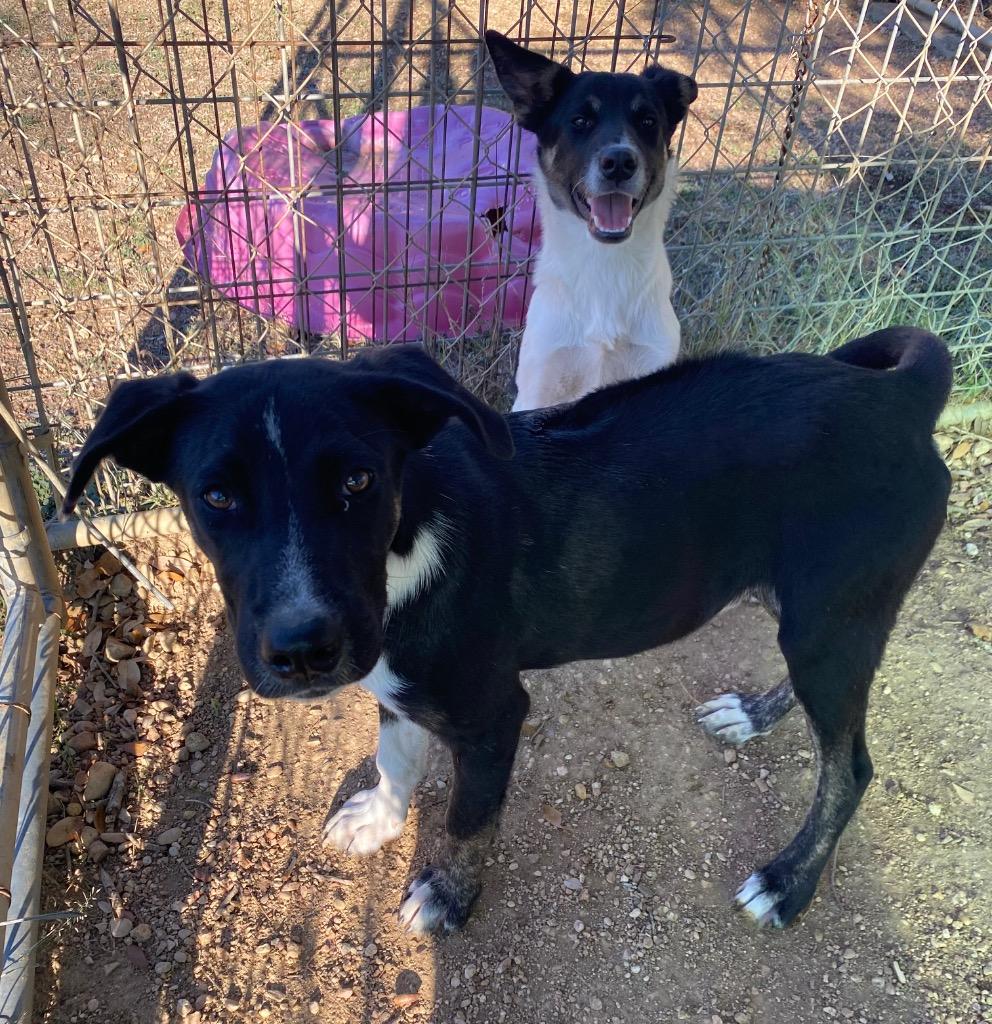 Enlarge Biscuit, a Adoptable mixed breed in Lockhart, TX image 1/1