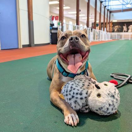 Beatrice, Adoptable, Adult Female Pit Bull Terrier & Mixed Breed.