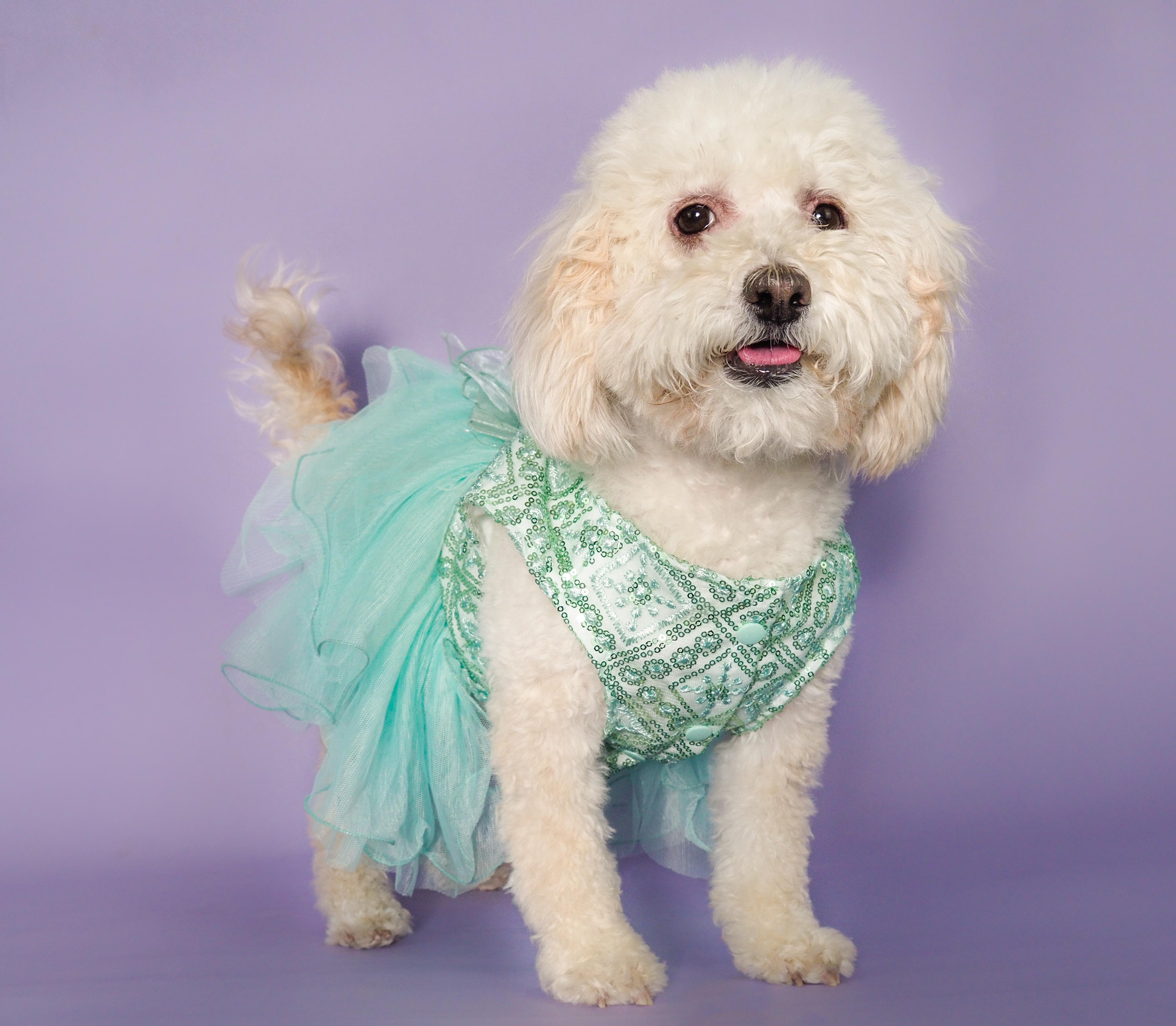 Marelica, Adoptable, Adult Female Poodle & Bichon Frise.