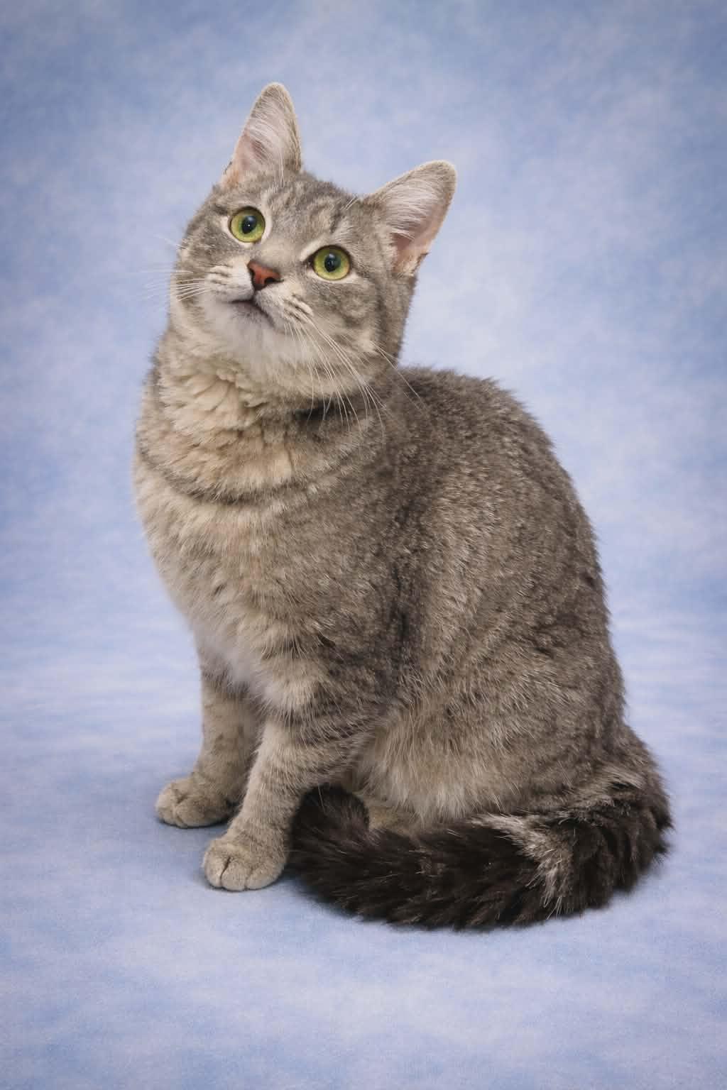 TT, a ADOPTABLE Domestic Short Hair in Louisa, KY image 2/4