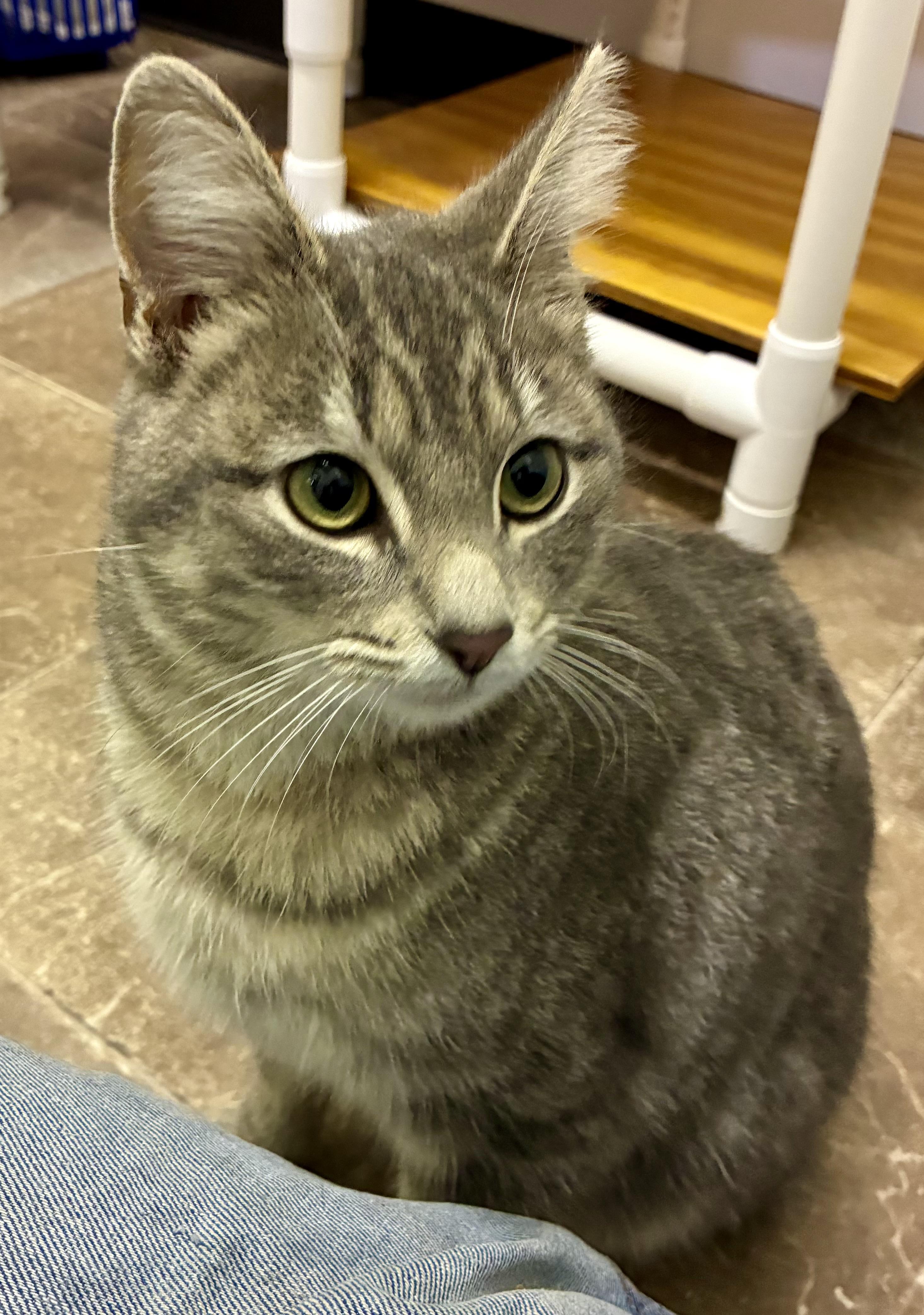 TT, a ADOPTABLE Domestic Short Hair in Louisa, KY image 3/4
