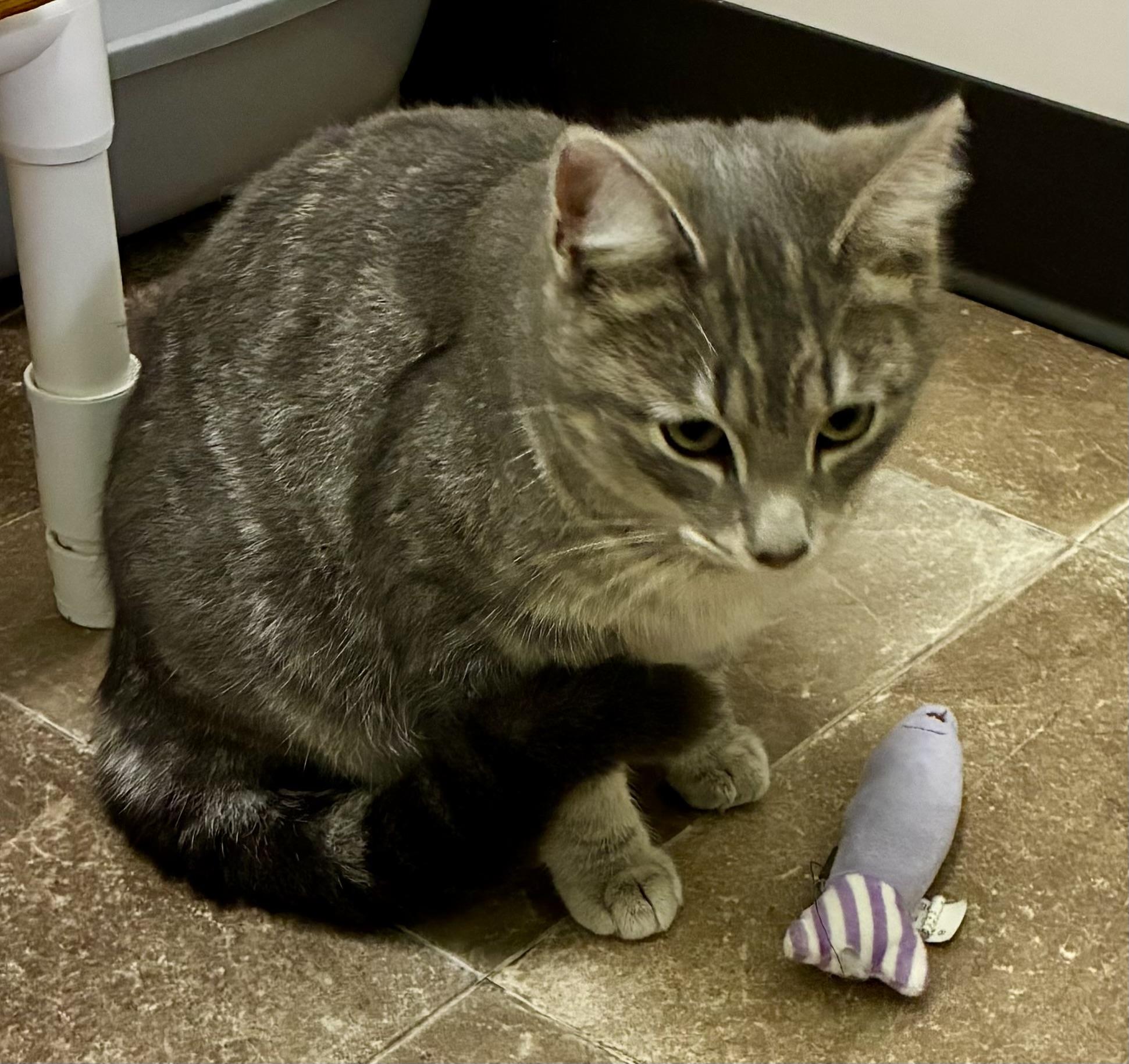 TT, a ADOPTABLE Domestic Short Hair in Louisa, KY image 4/4