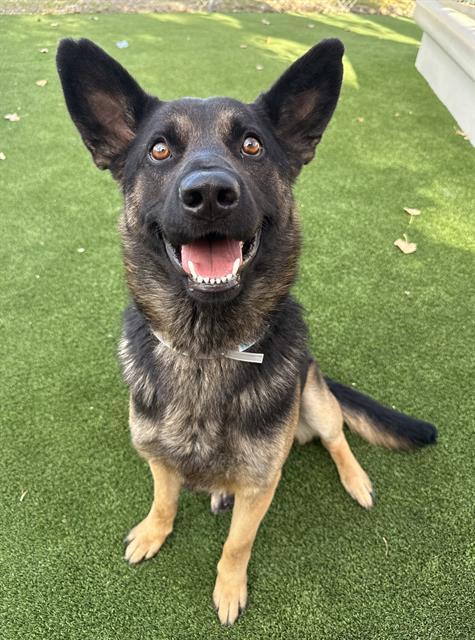 ROSCOE, Adoptable, Young Male German Shepherd Dog.