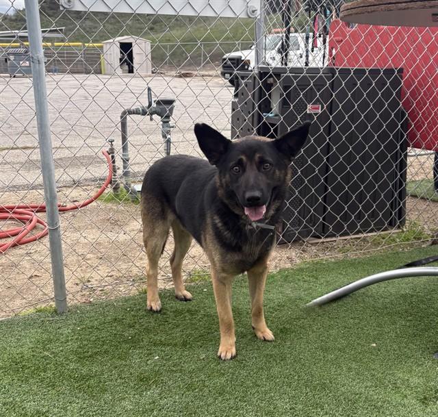 Enlarge ROSCOE, a Adoptable German Shepherd Dog in Castaic, CA image 1/1