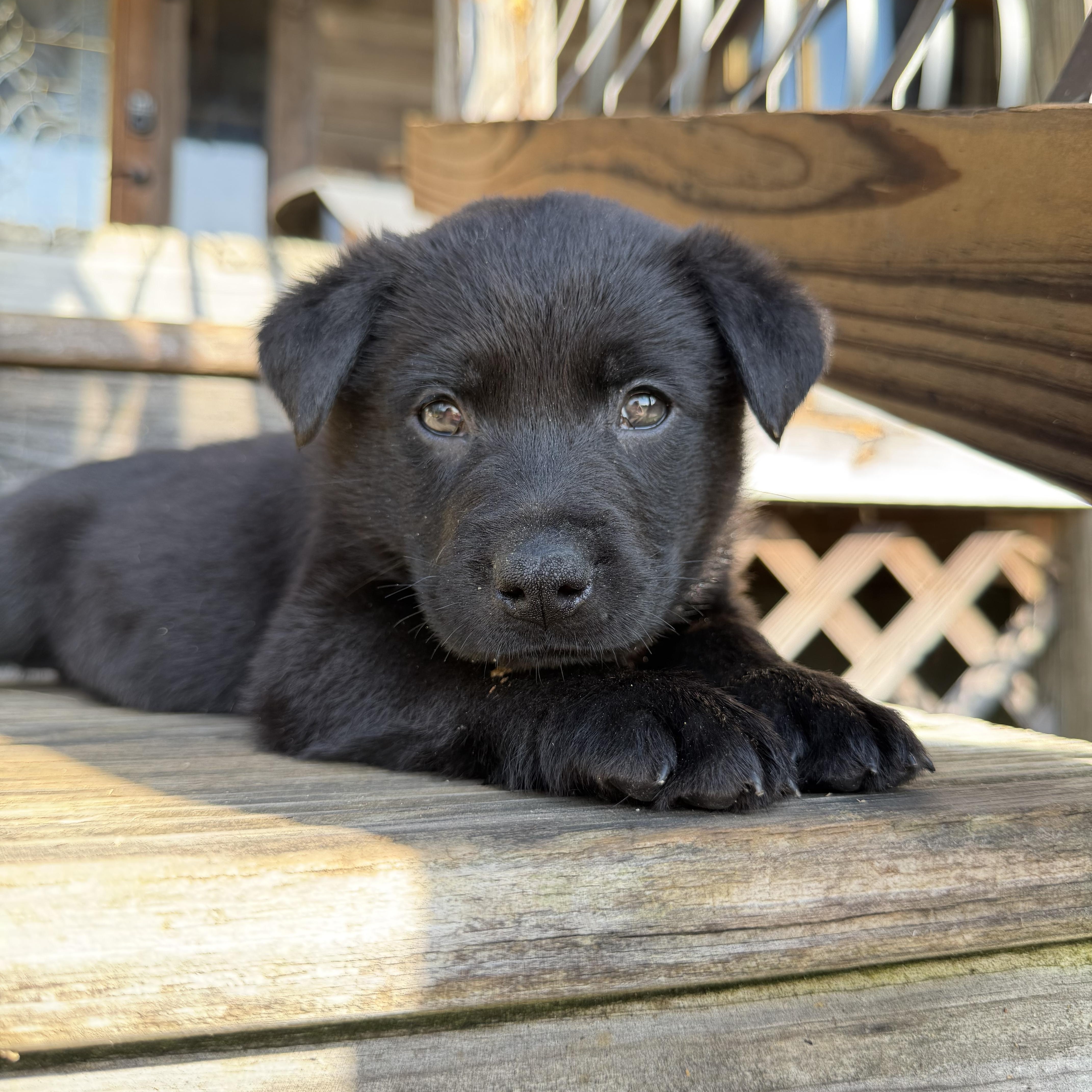Enlarge Kestrel, a ADOPTABLE German Shepherd Dog in Rome, GA image 1/3