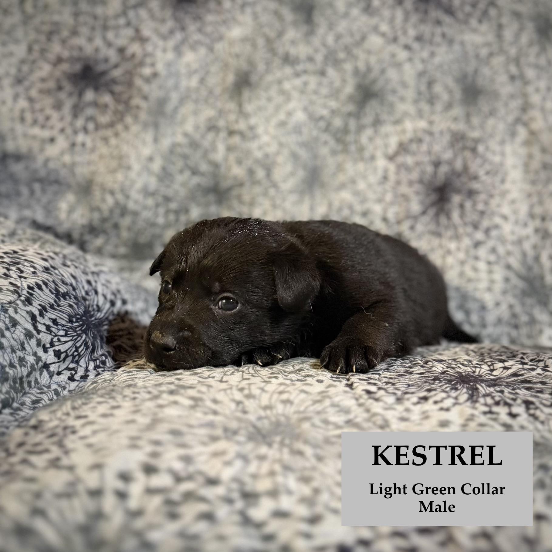 Enlarge Kestrel, a ADOPTABLE German Shepherd Dog in Rome, GA image 2/3