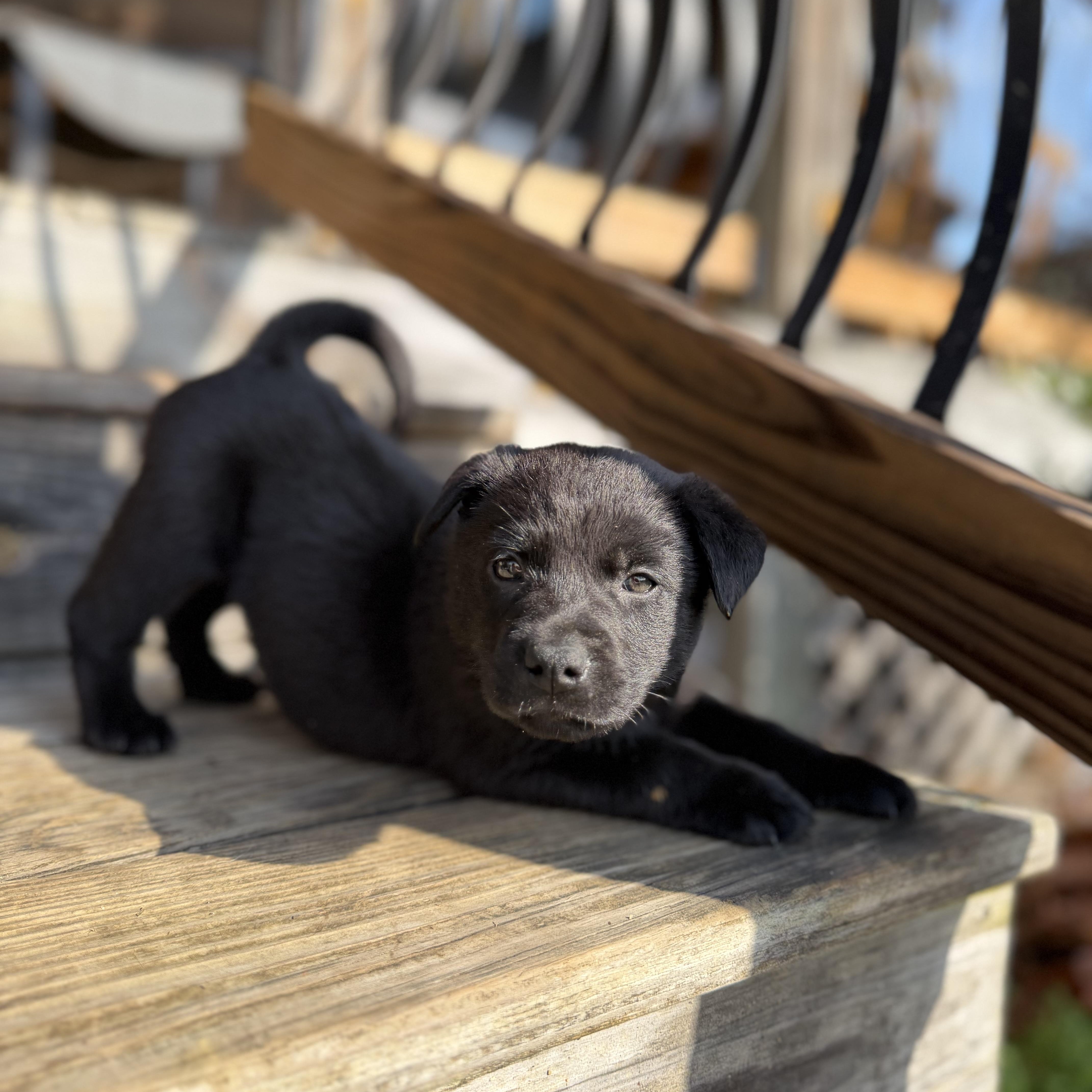 Enlarge Kestrel, a ADOPTABLE German Shepherd Dog in Rome, GA image 3/3