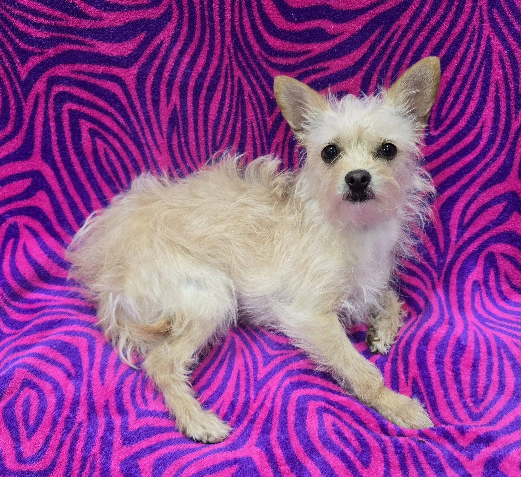 Enlarge Tatum, an adopted mixed breed in Frankfort, IN image 3/4